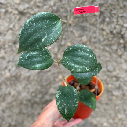 Hoya Glabra Splash