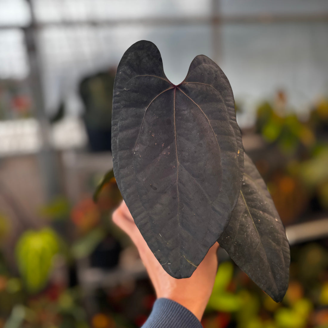 RP028-5	Anthurium Ace of Spades Dark Form x Red Vein Dark Phoenix