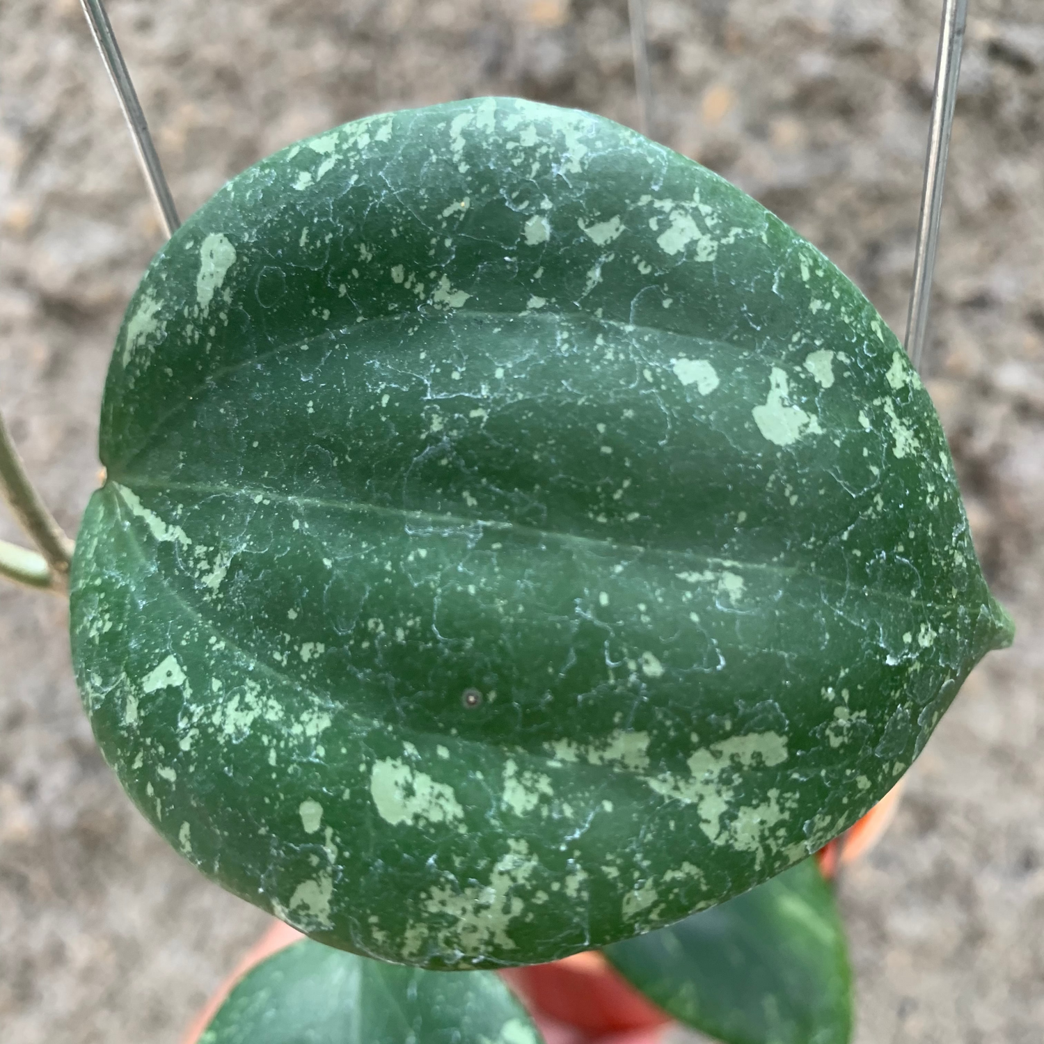 Hoya Glabra Splash