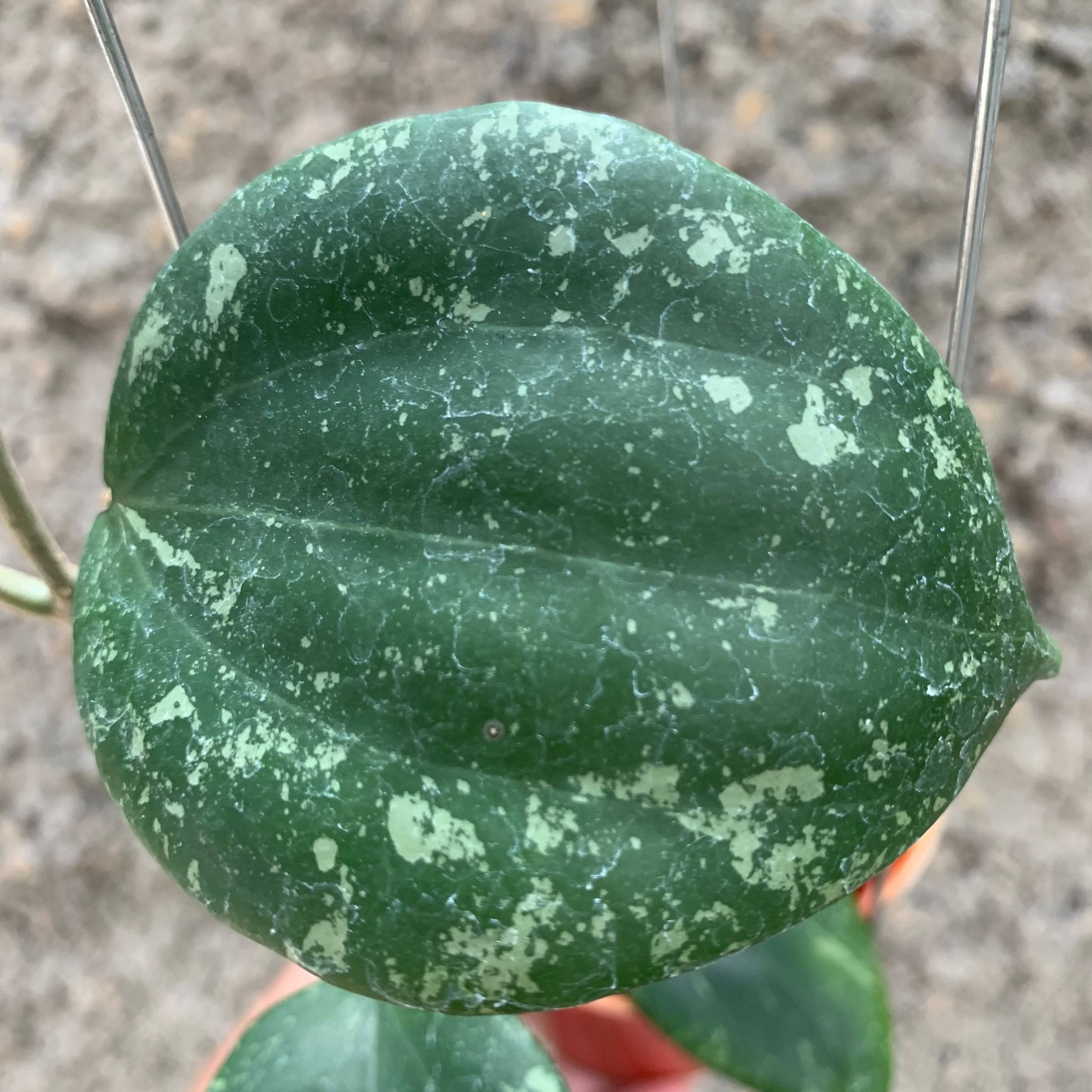 Hoya Glabra Splash