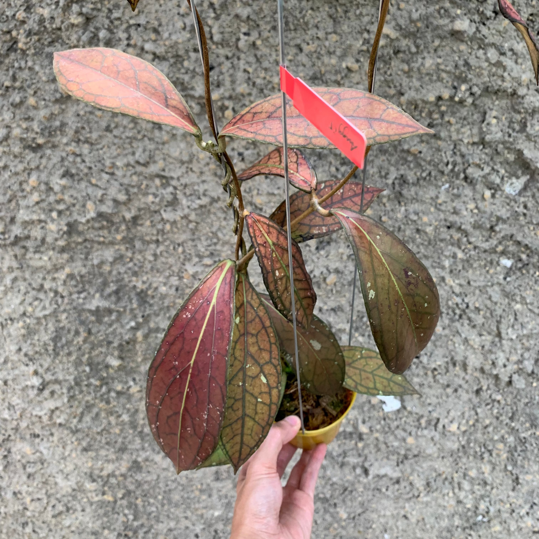Hoya Sp Tanggamus Red