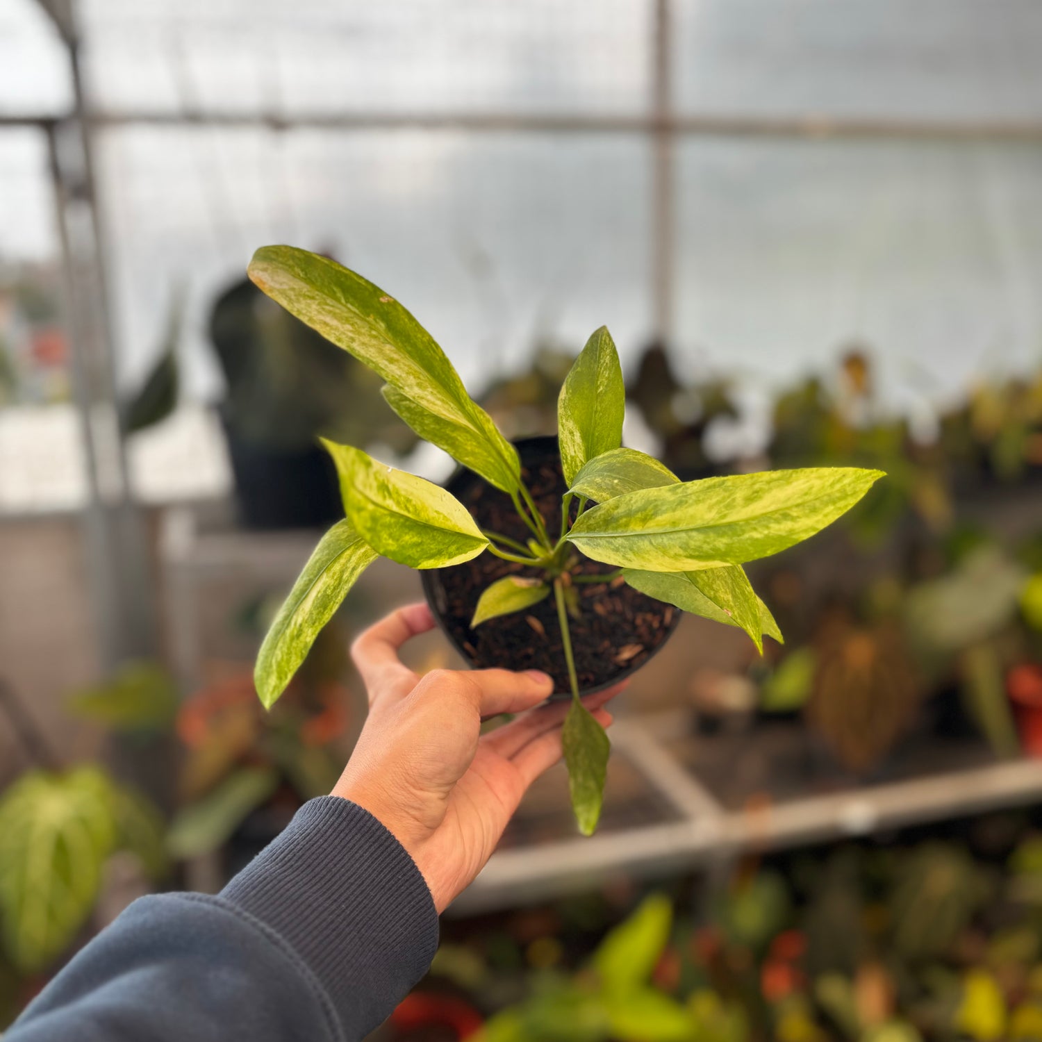 RP029-5	Anthurium Vittarifolium Variegated
