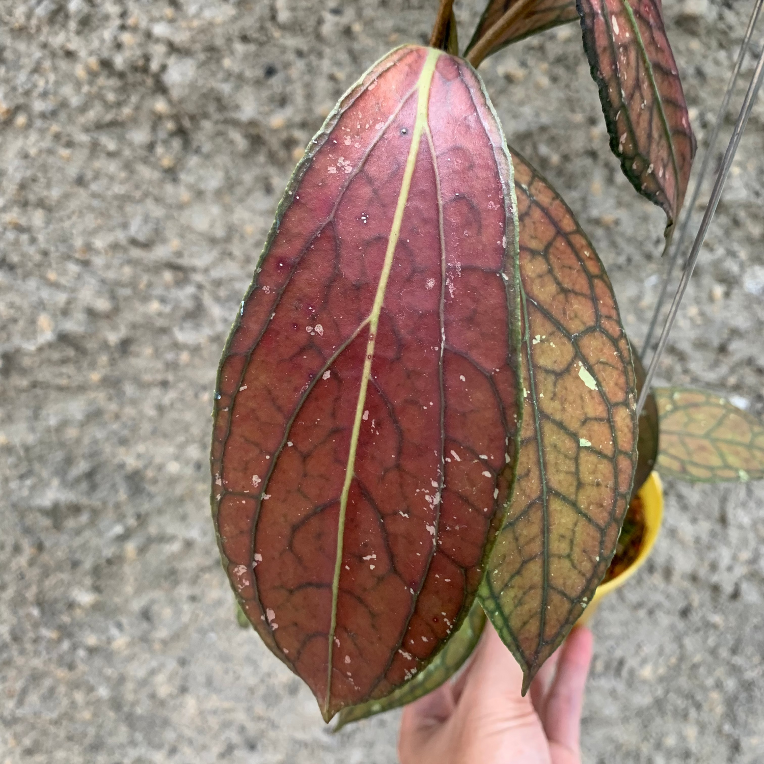 Hoya Sp Tanggamus Red