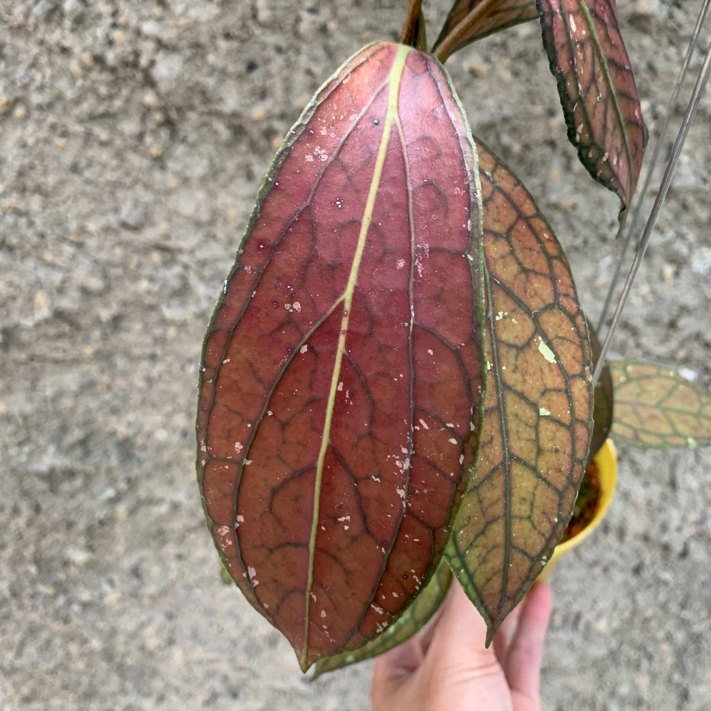 Hoya Sp Tanggamus Red