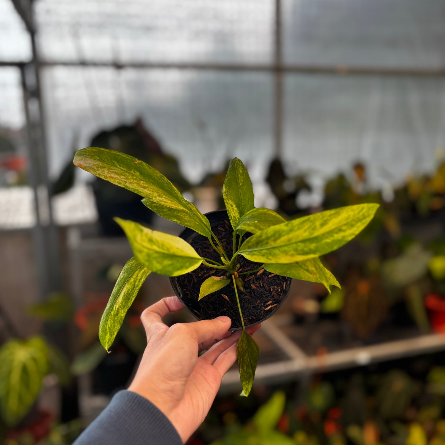RP029-5	Anthurium Vittarifolium Variegated