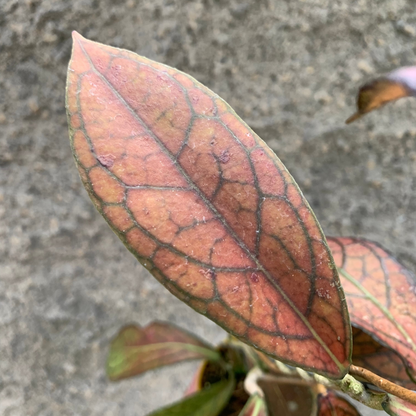 Hoya Sp Tanggamus Red