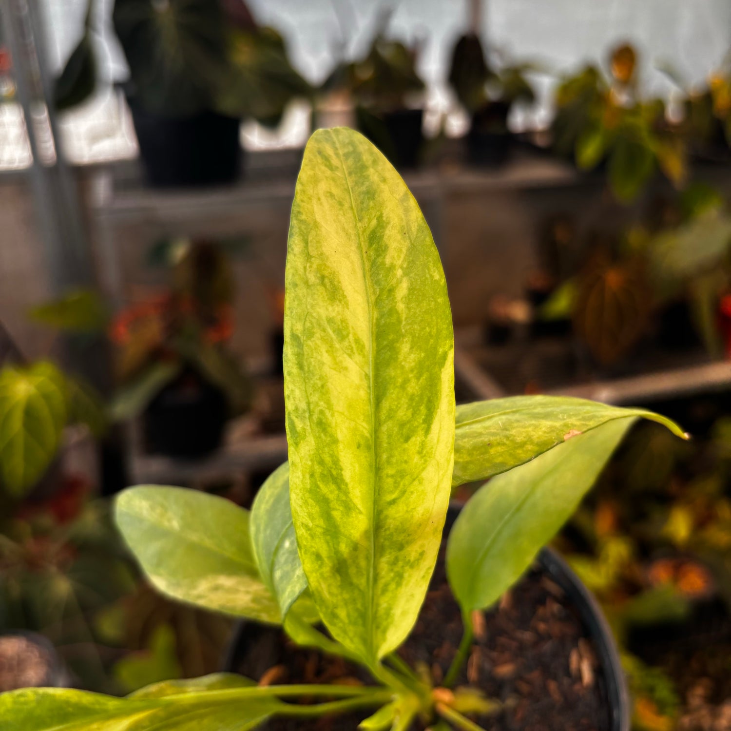 RP029-5	Anthurium Vittarifolium Variegated