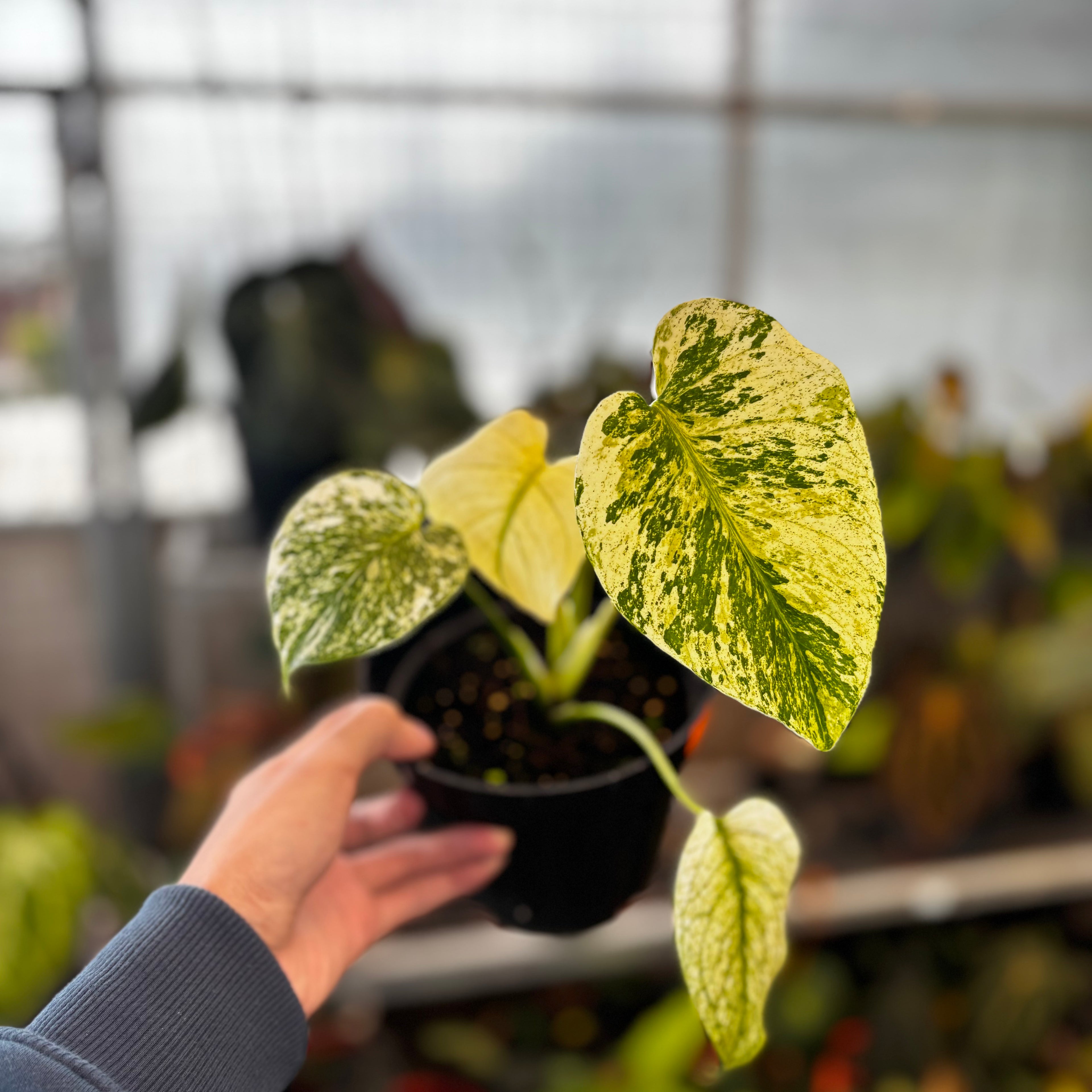 RP030-5 Monstera Silver Star