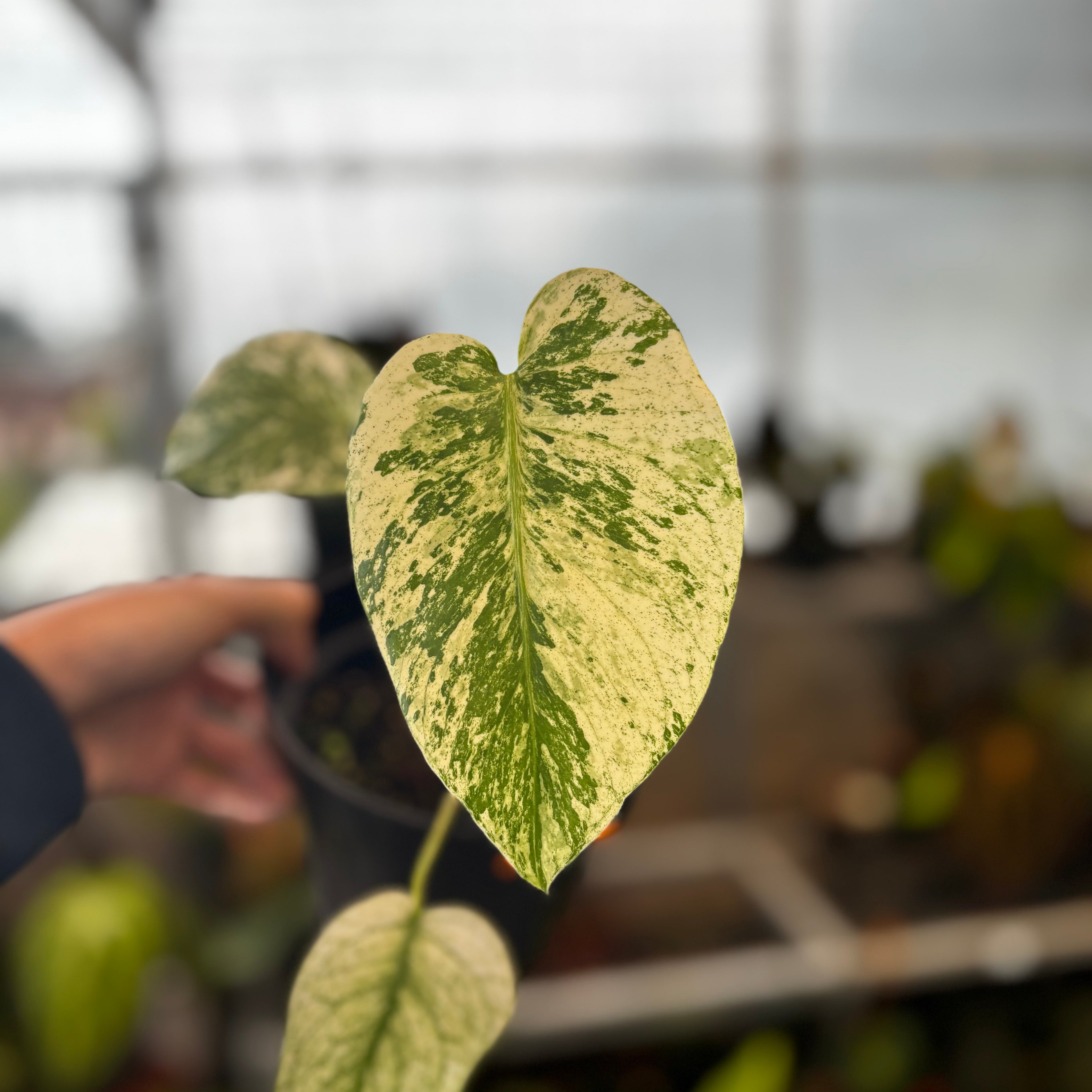 RP030-5 Monstera Silver Star