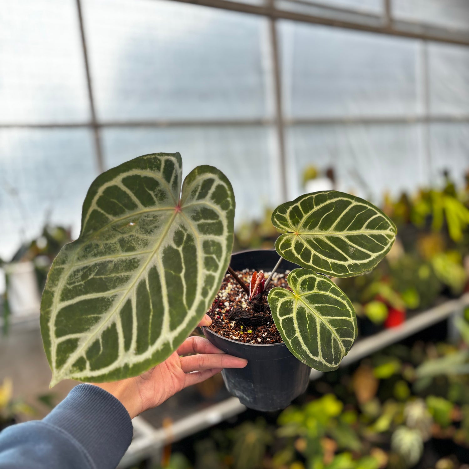 RP033-5	Anthurium King of Spades x Red Crystalinum