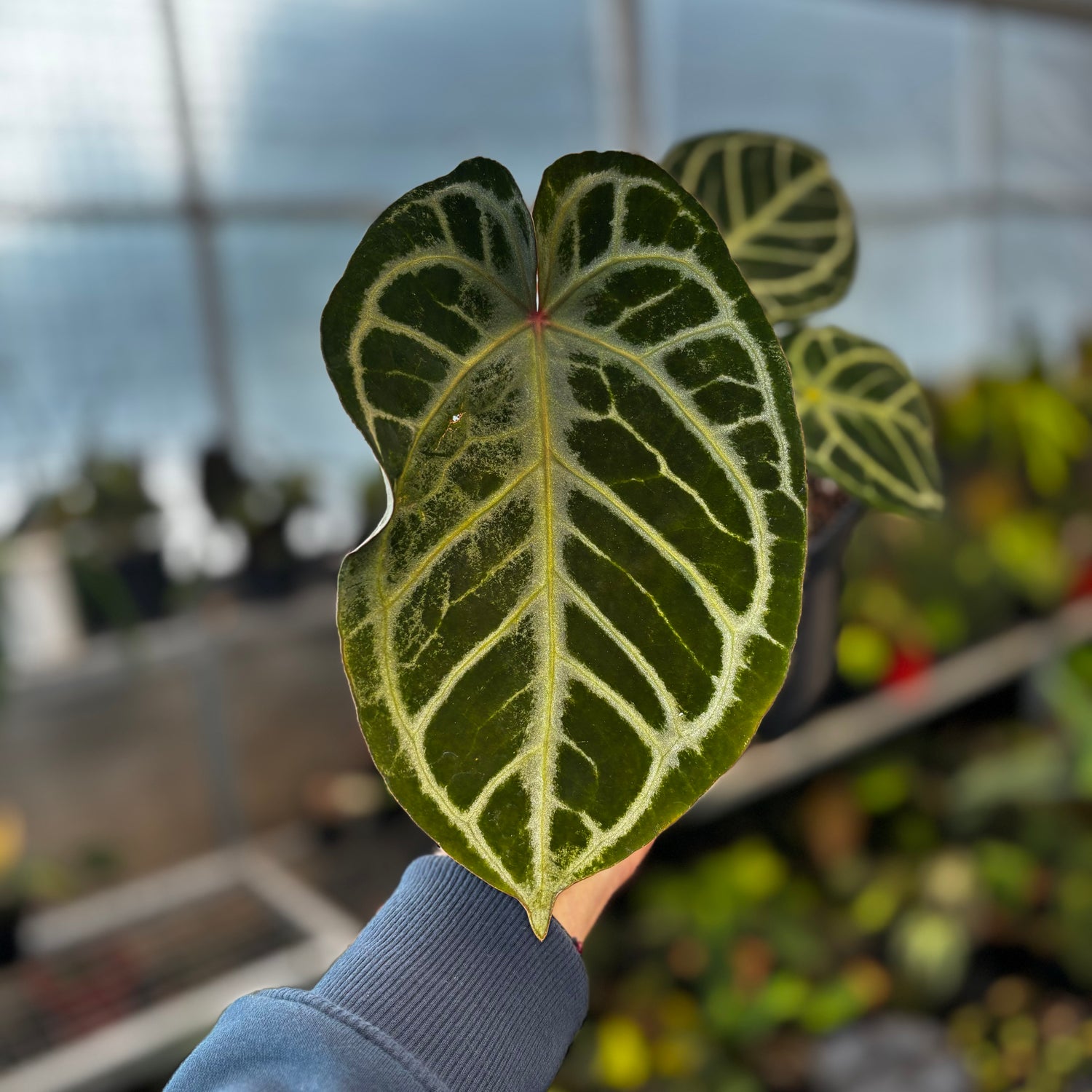 RP033-5	Anthurium King of Spades x Red Crystalinum