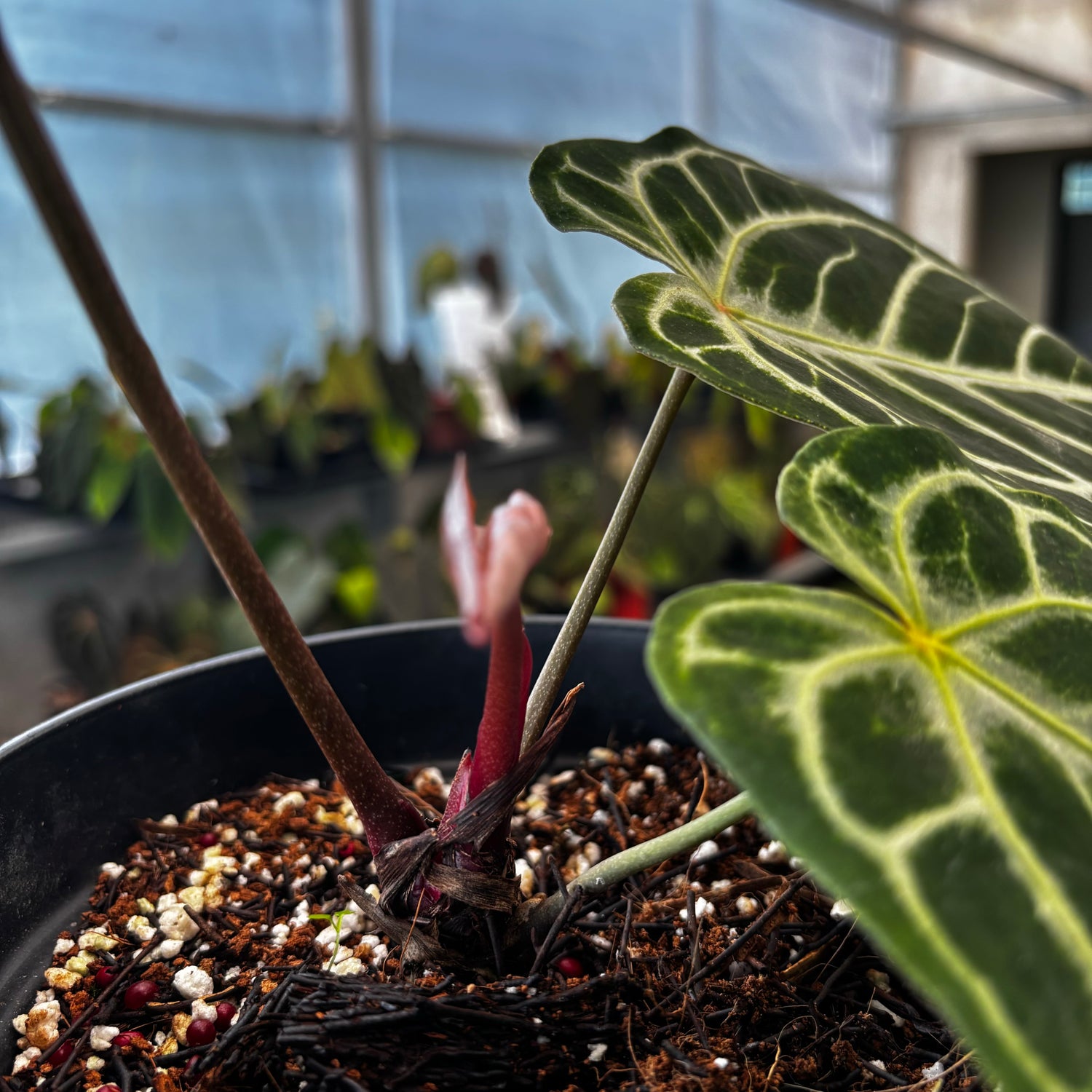 RP033-5	Anthurium King of Spades x Red Crystalinum