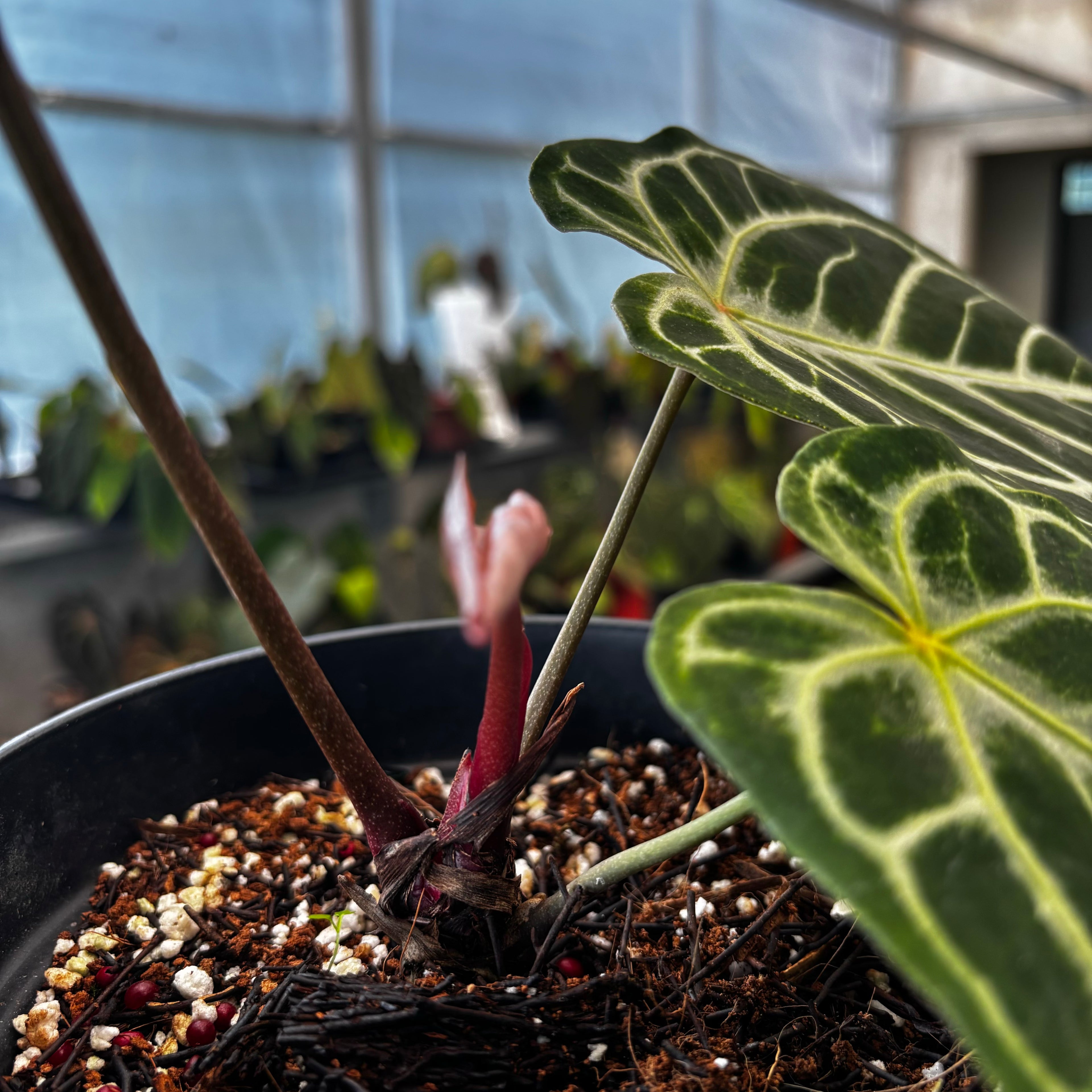 RP033-5	Anthurium King of Spades x Red Crystalinum