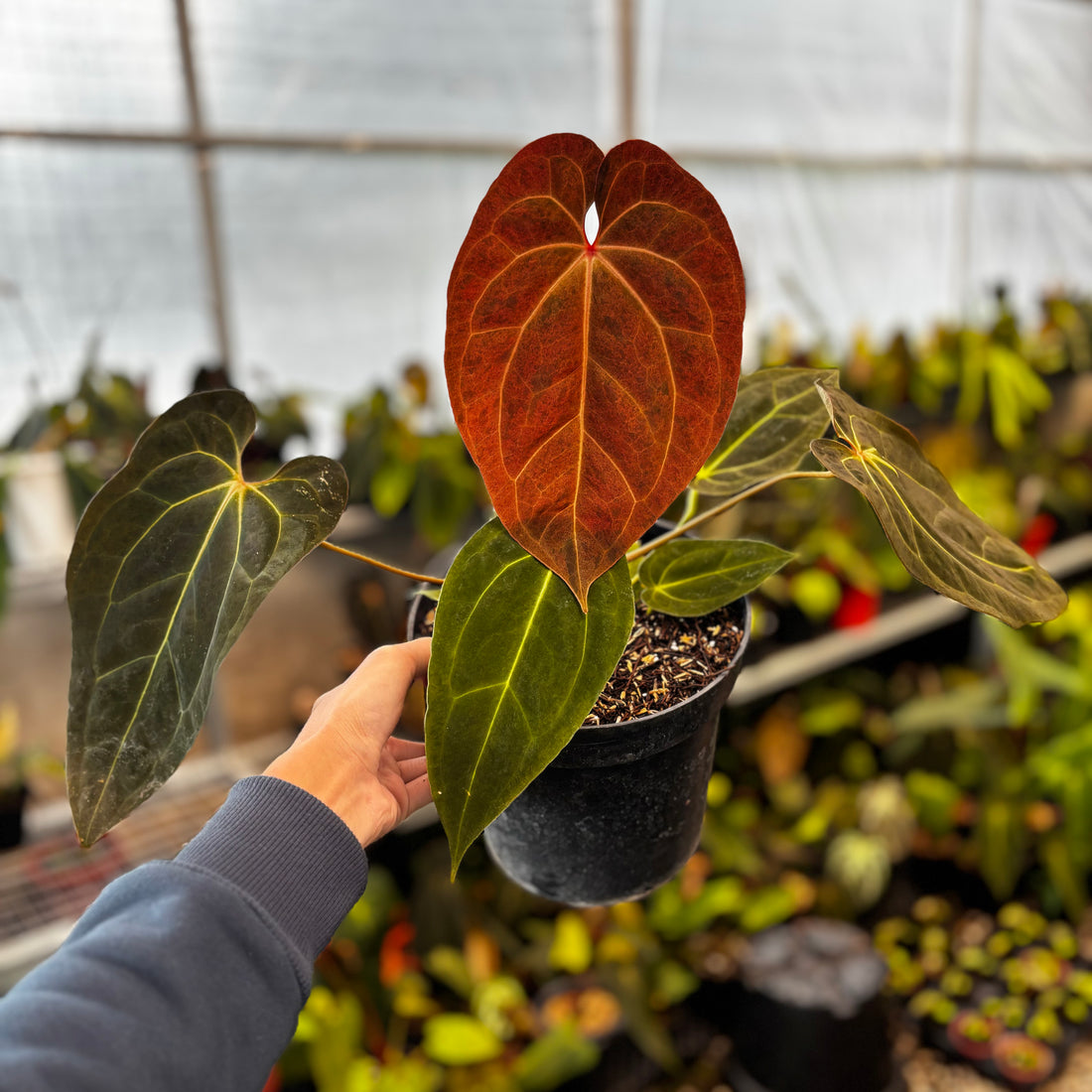 RP034-5 Anthurium Papillilaminum Mint