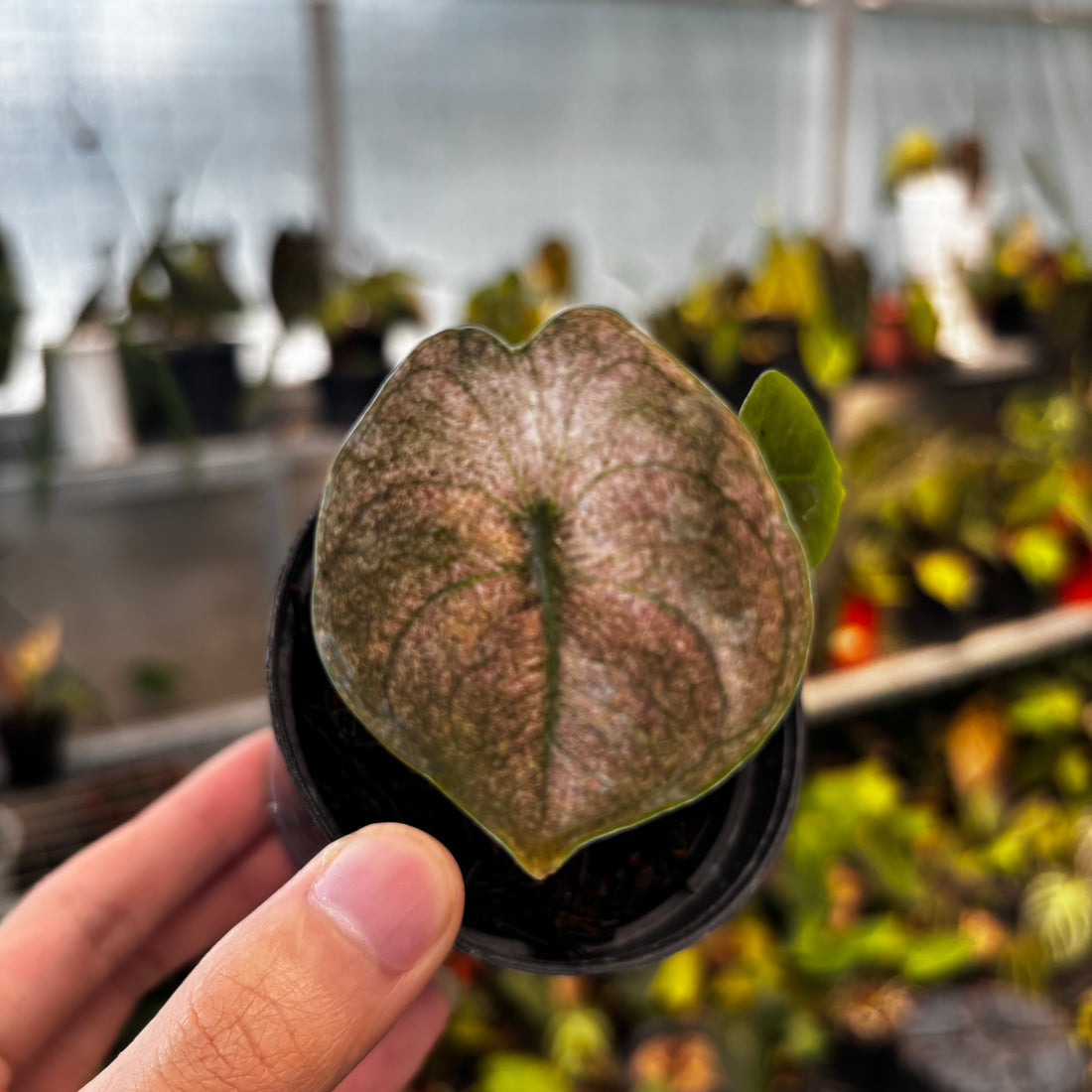 RP038-5	Alocasia Cupre Mint