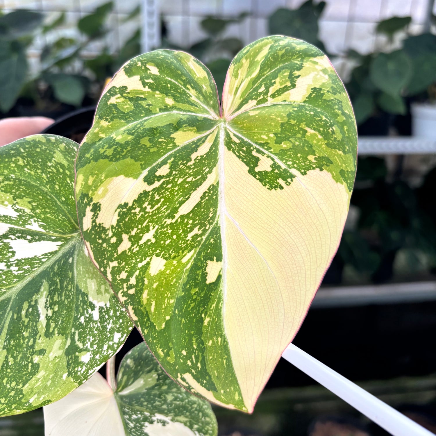 RP1-12 Philodendron Gloriosum Trecolor