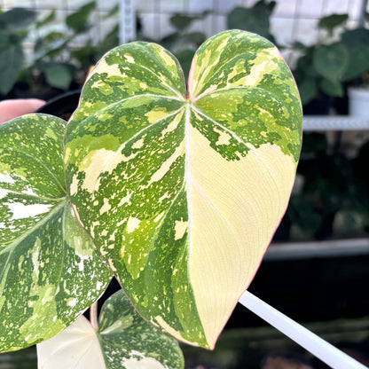 Philodendron Gloriosum Tricolor