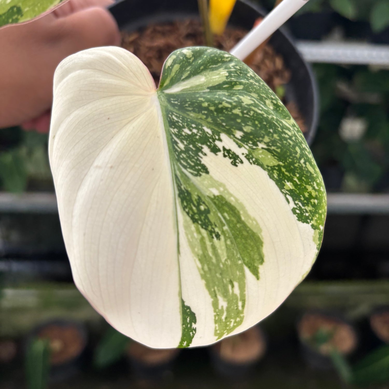 philodendron tricolor plant Philodendron Gloriosum Tricolor – Greenspaces.id