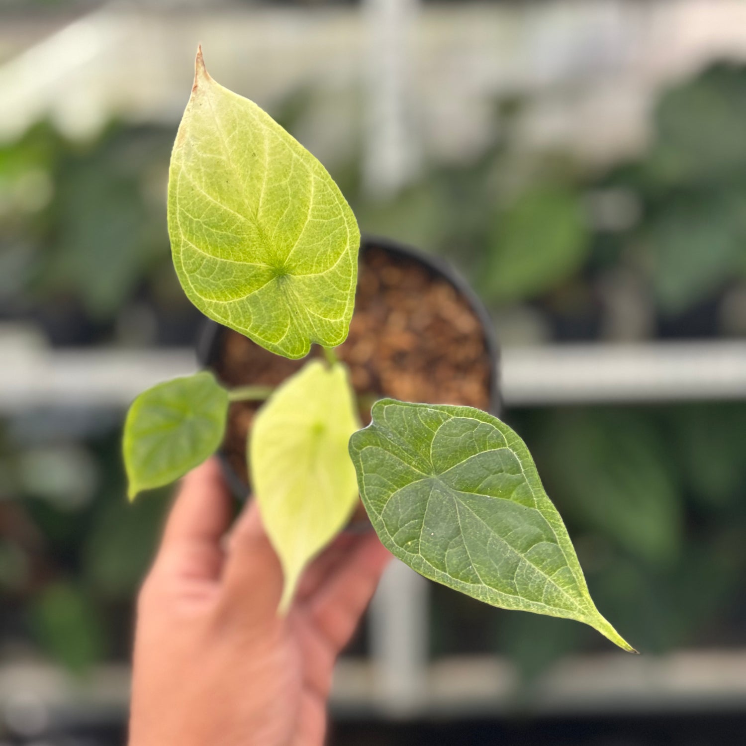 RP2-12 Alocasia Dragon Scale Mint