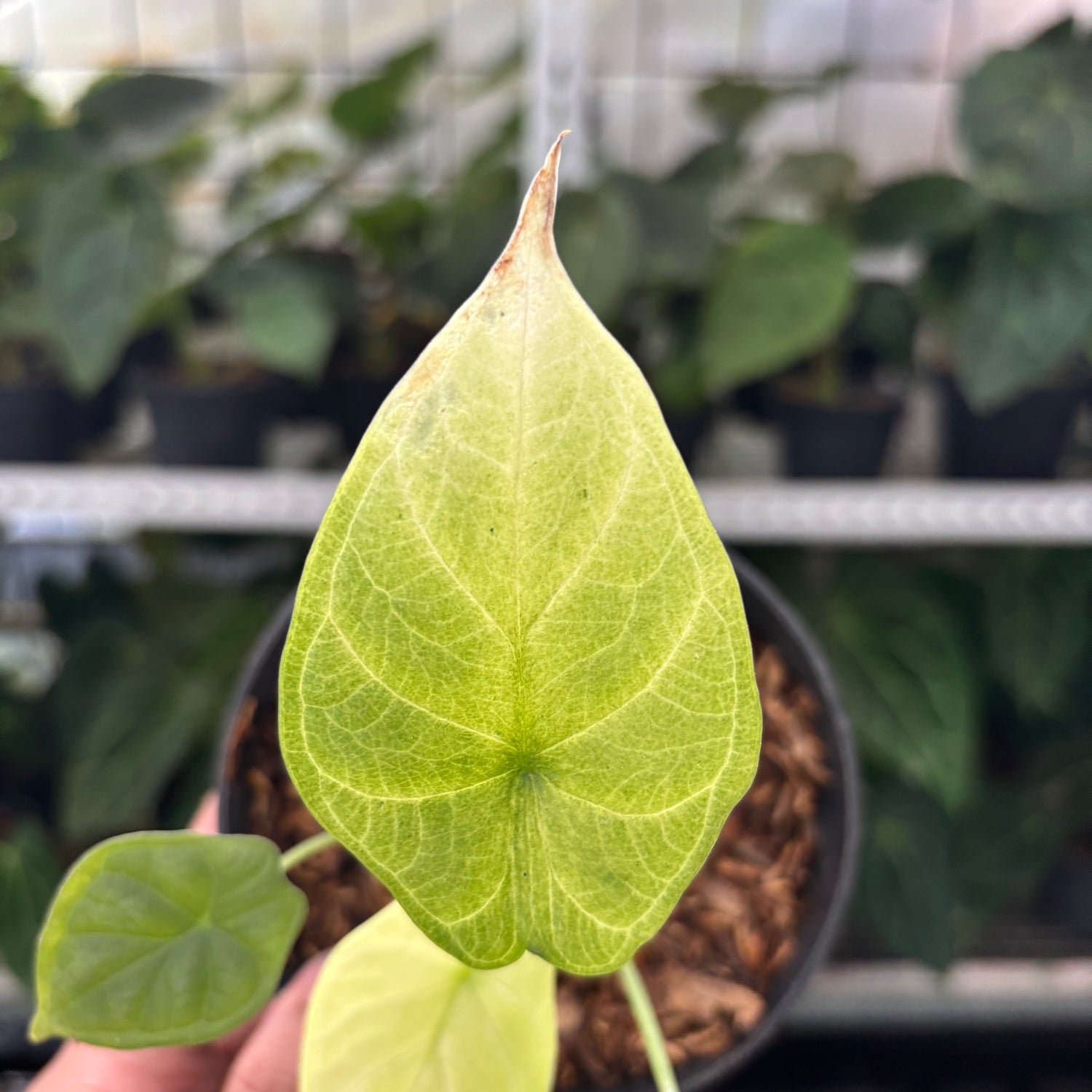 RP2-12 Alocasia Dragon Scale Mint