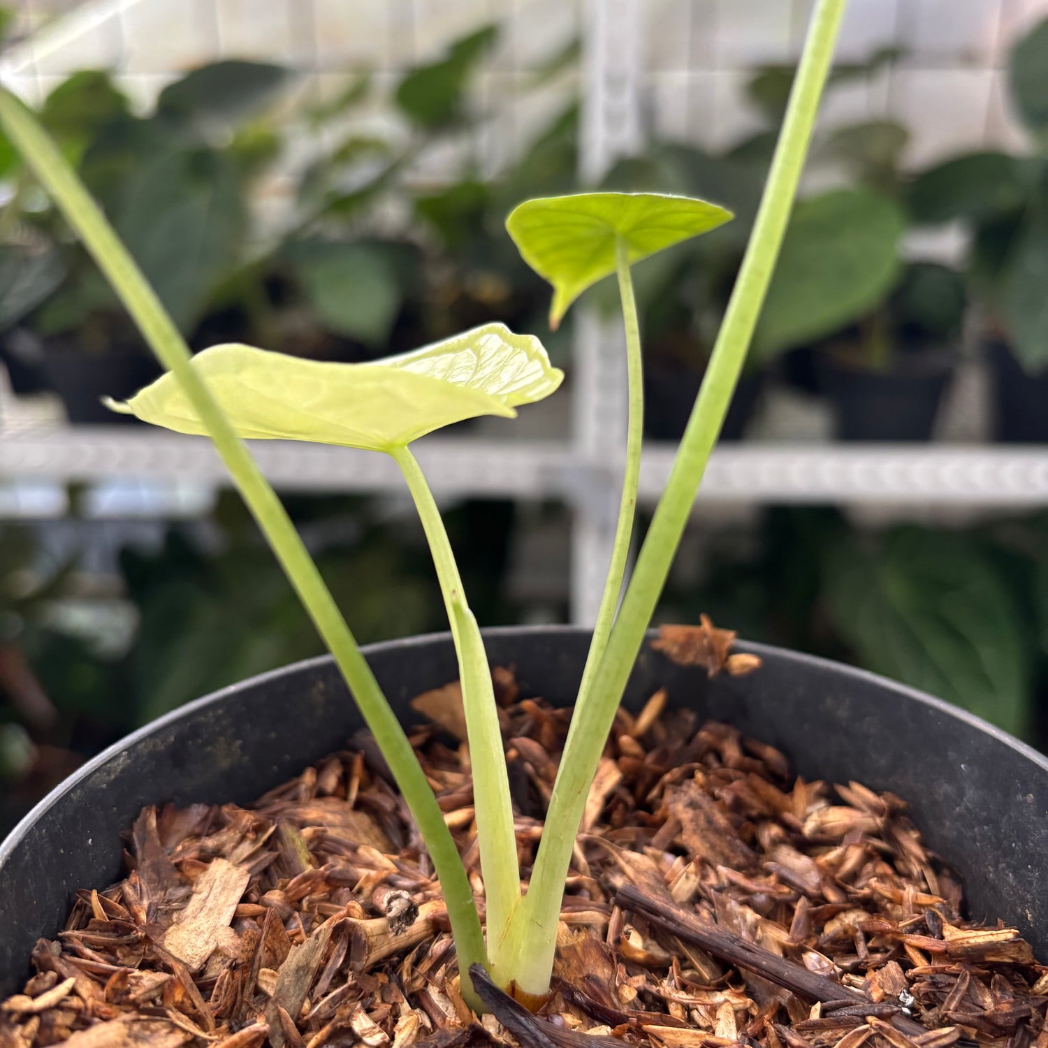 RP2-12 Alocasia Dragon Scale Mint