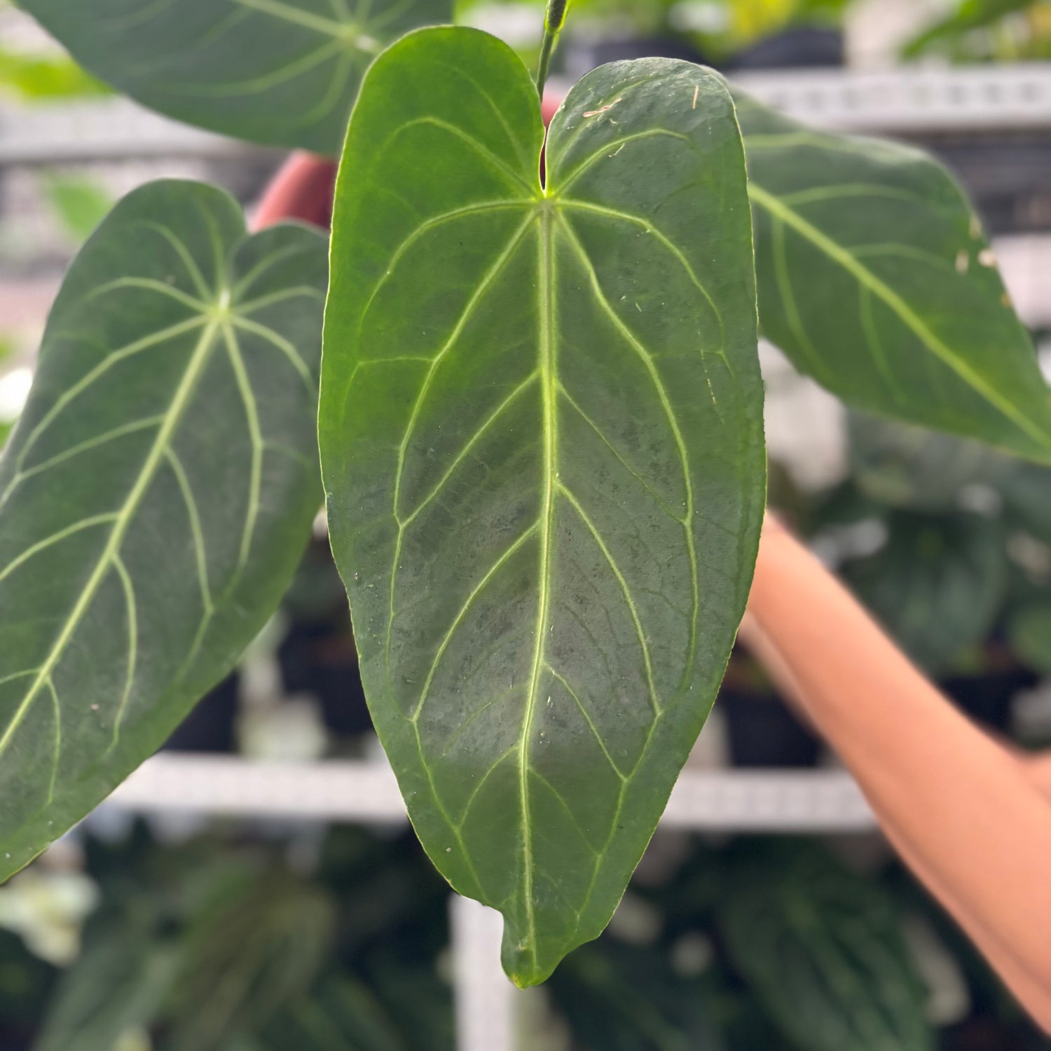 RP3-12 Anthurium Warocqueanum x Magnificum