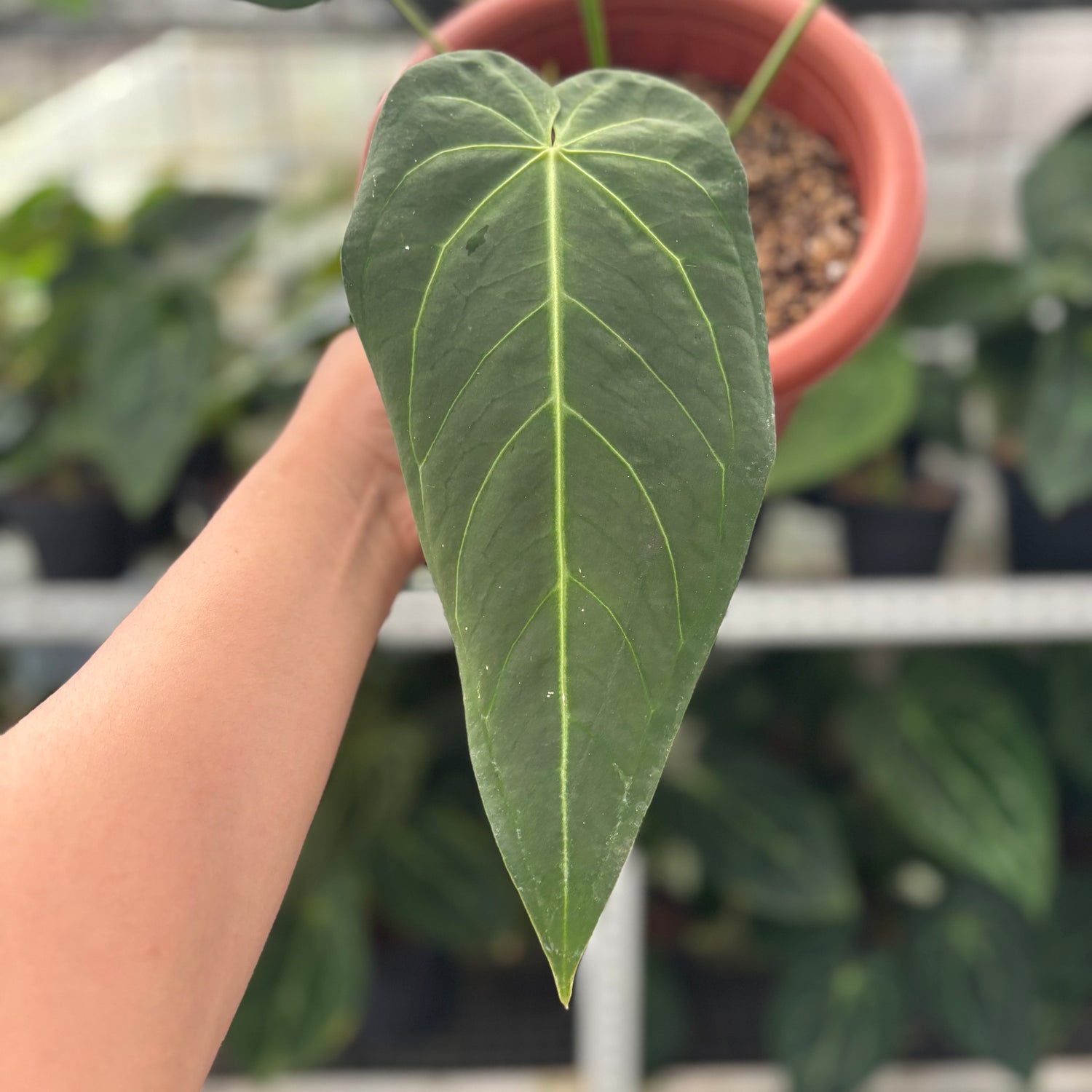 RP3-12 Anthurium Warocqueanum x Magnificum