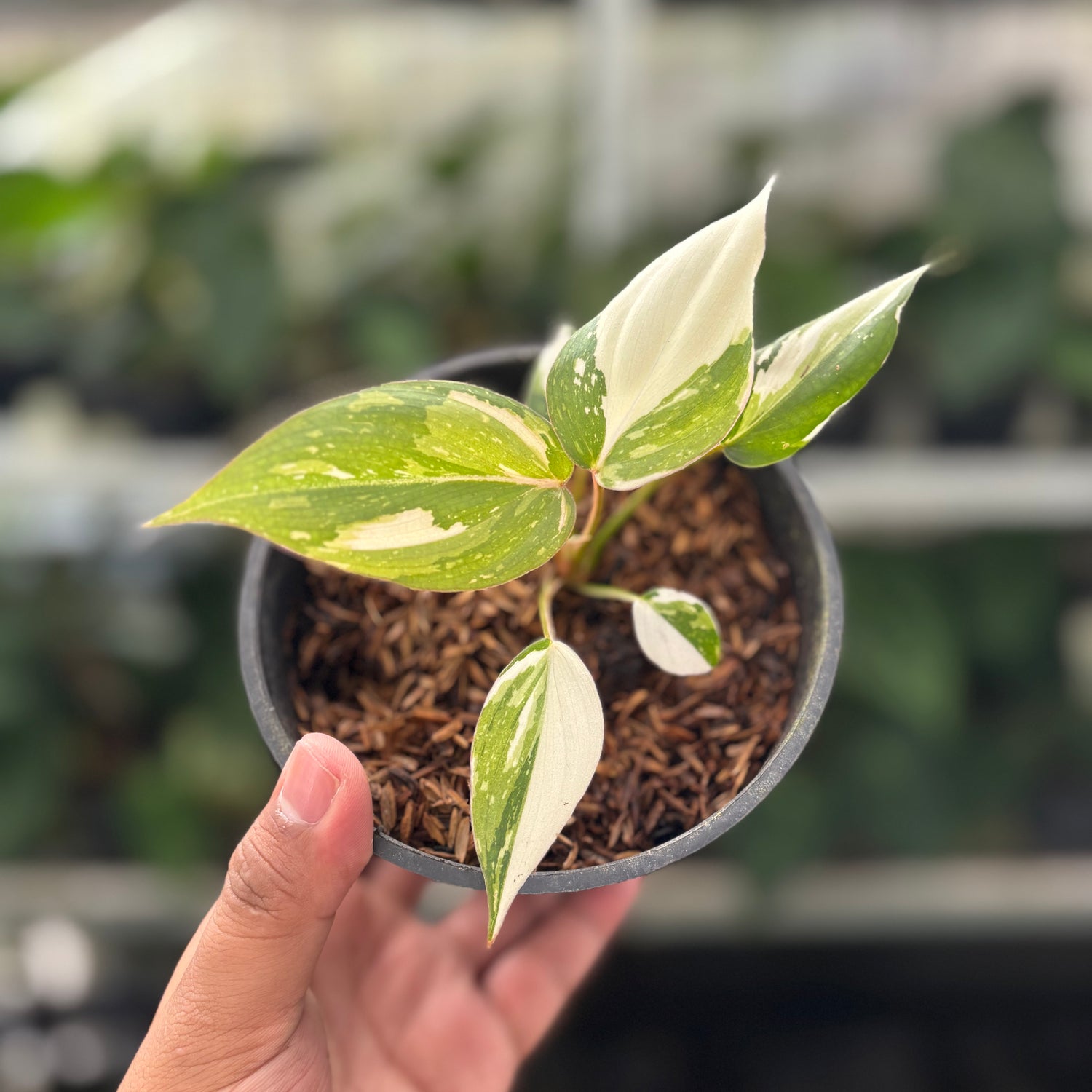 Philodendron Gloriosum Tricolor Little