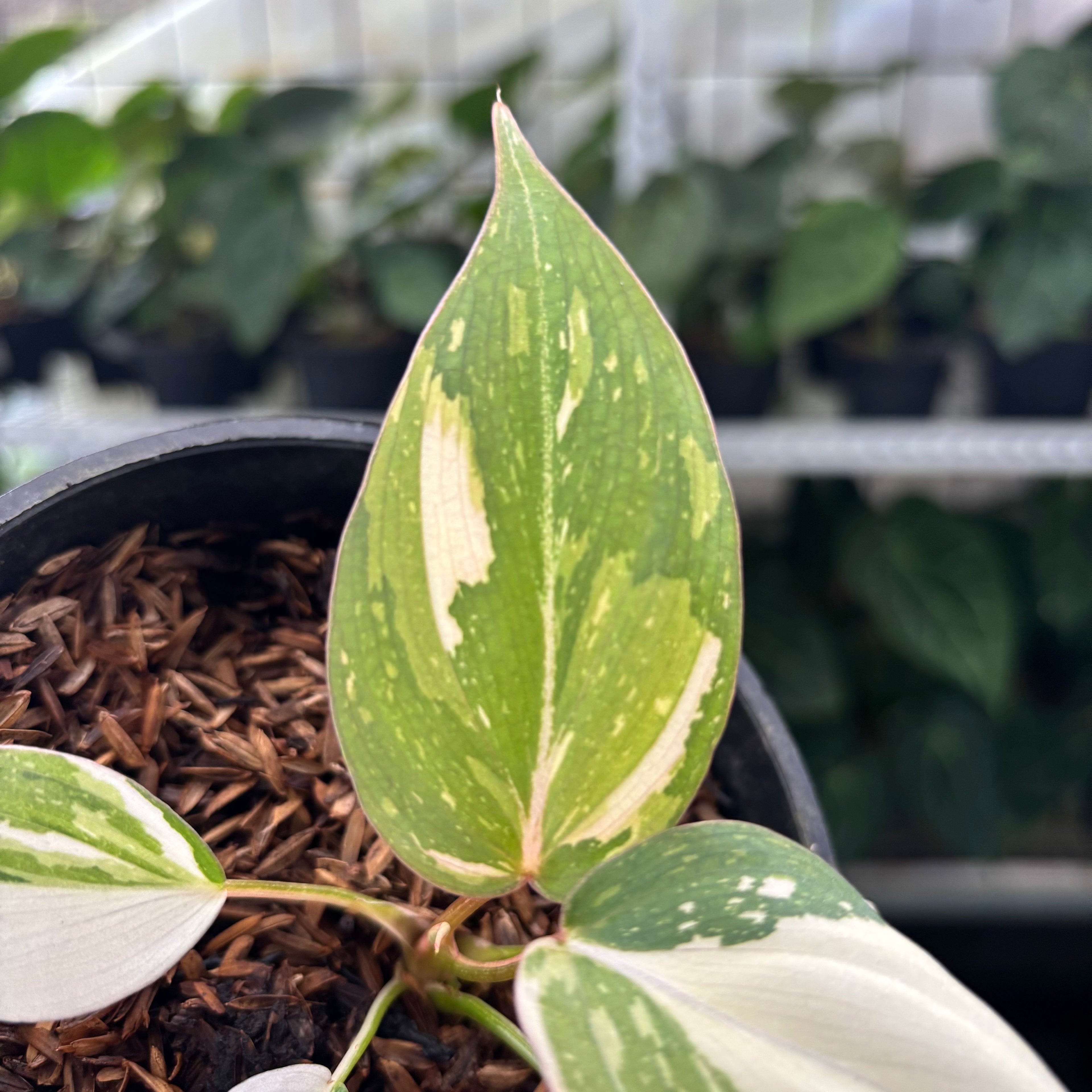 Philodendron Gloriosum Tricolor Little