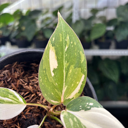 Philodendron Gloriosum Tricolor Little