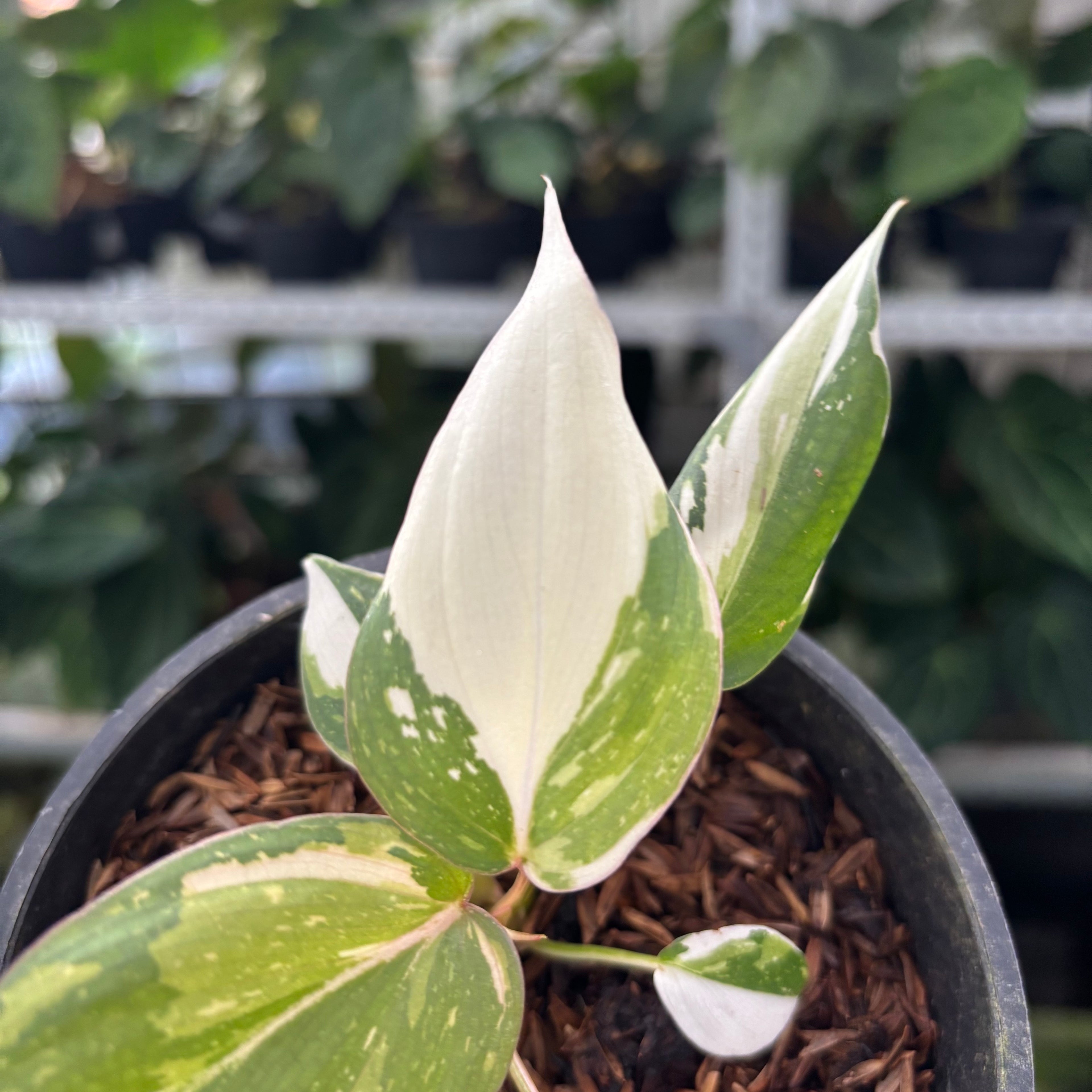 Philodendron Gloriosum Tricolor Little