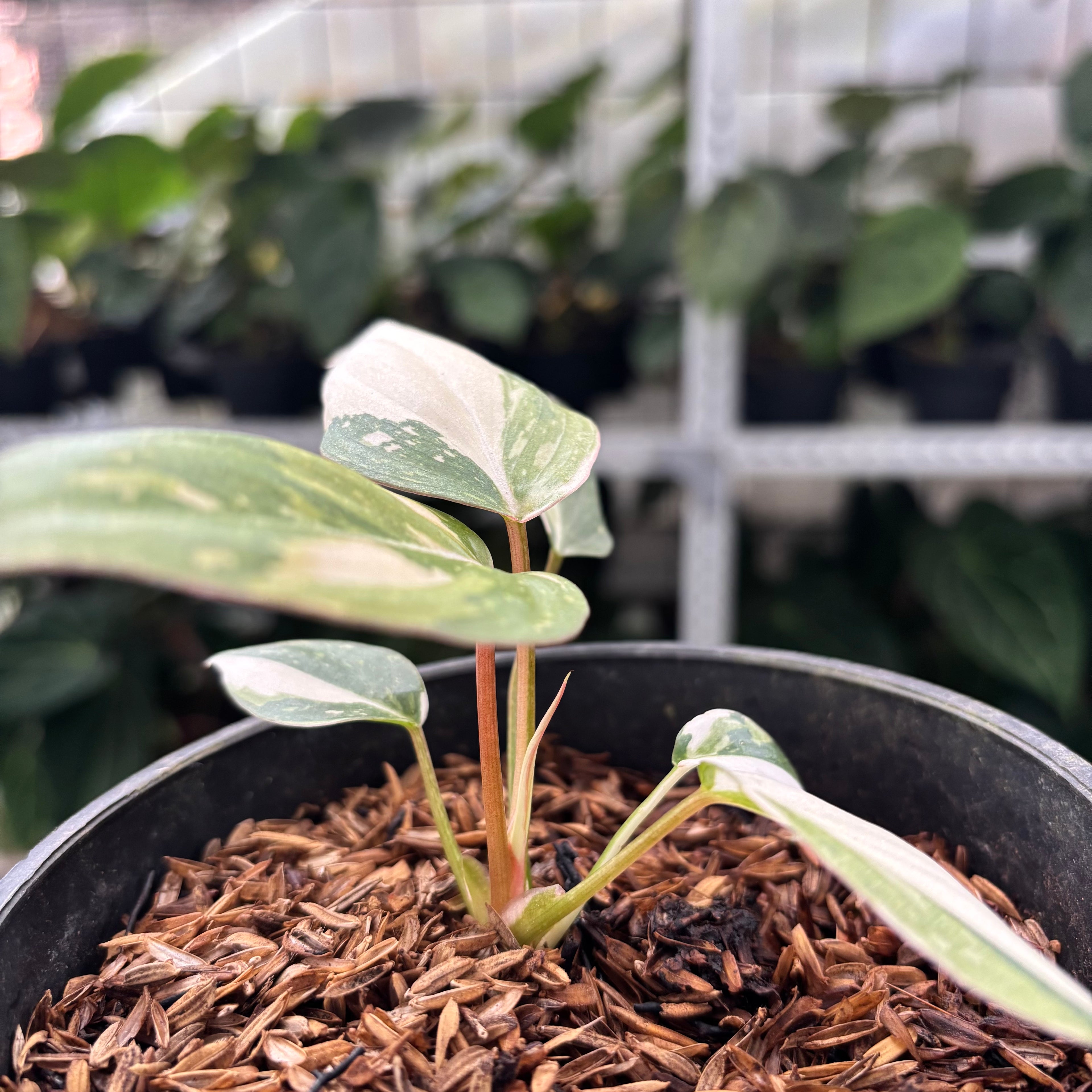Philodendron Gloriosum Tricolor Little