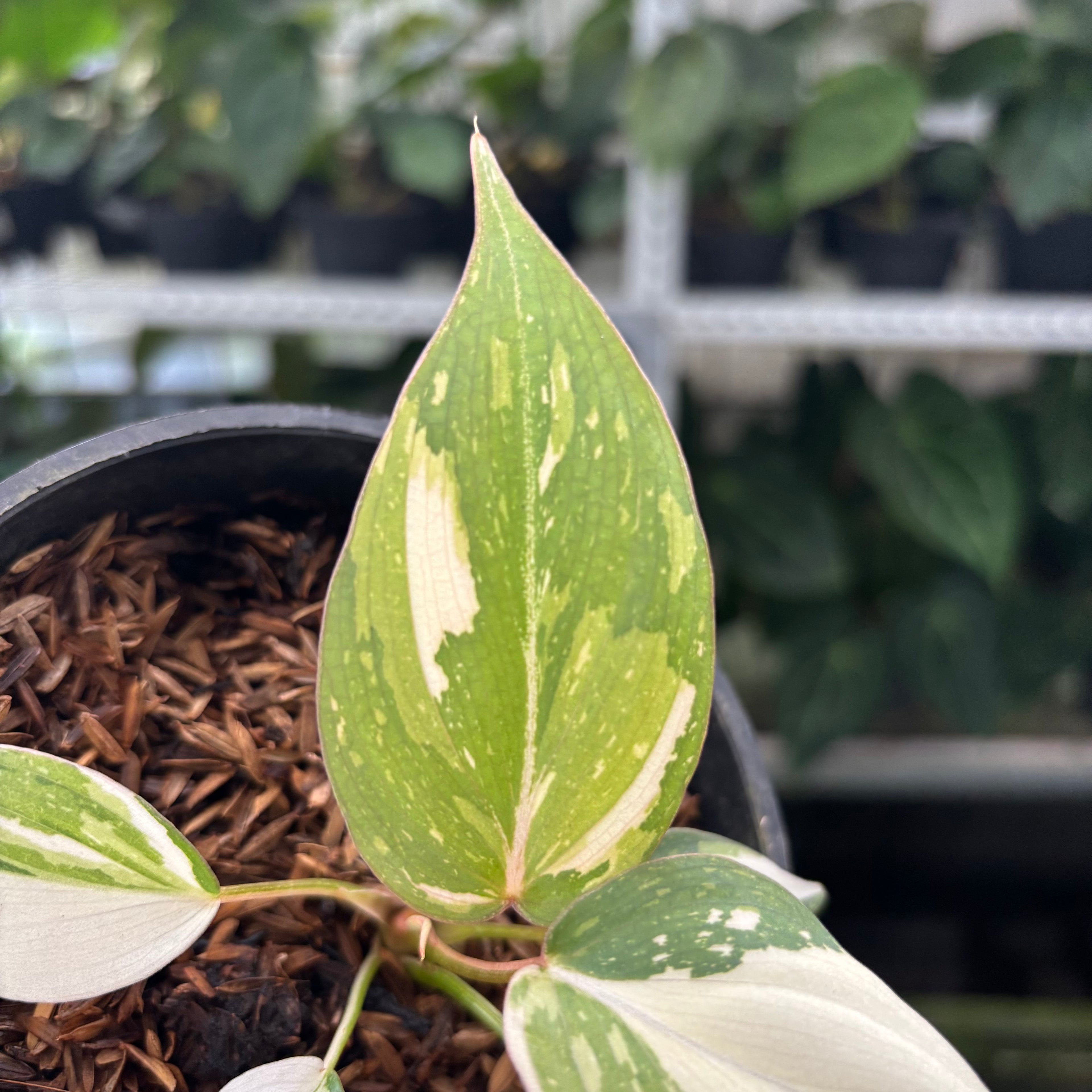 Philodendron Gloriosum Tricolor Little