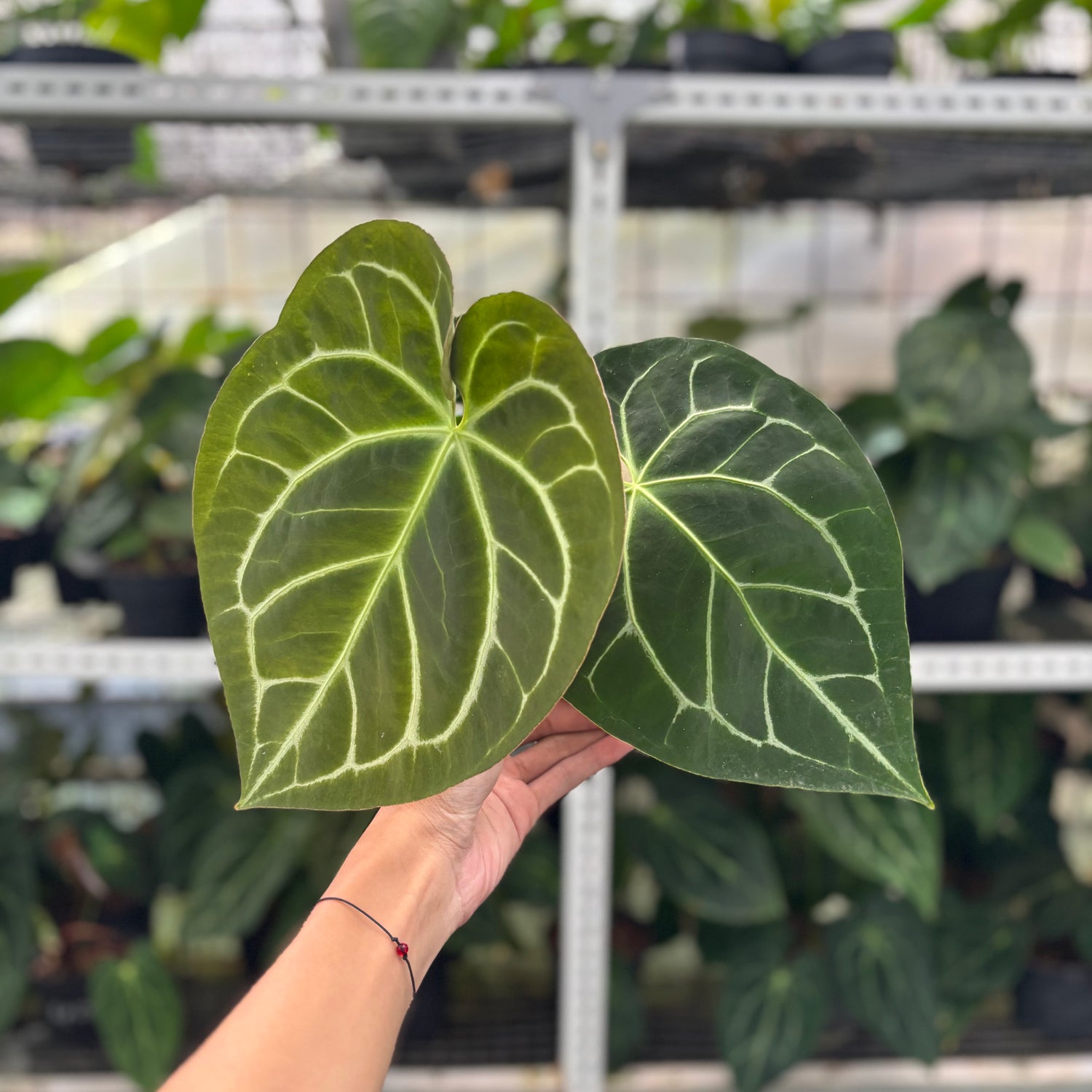 RP5-12 Anthurium Magnificum Hybrid