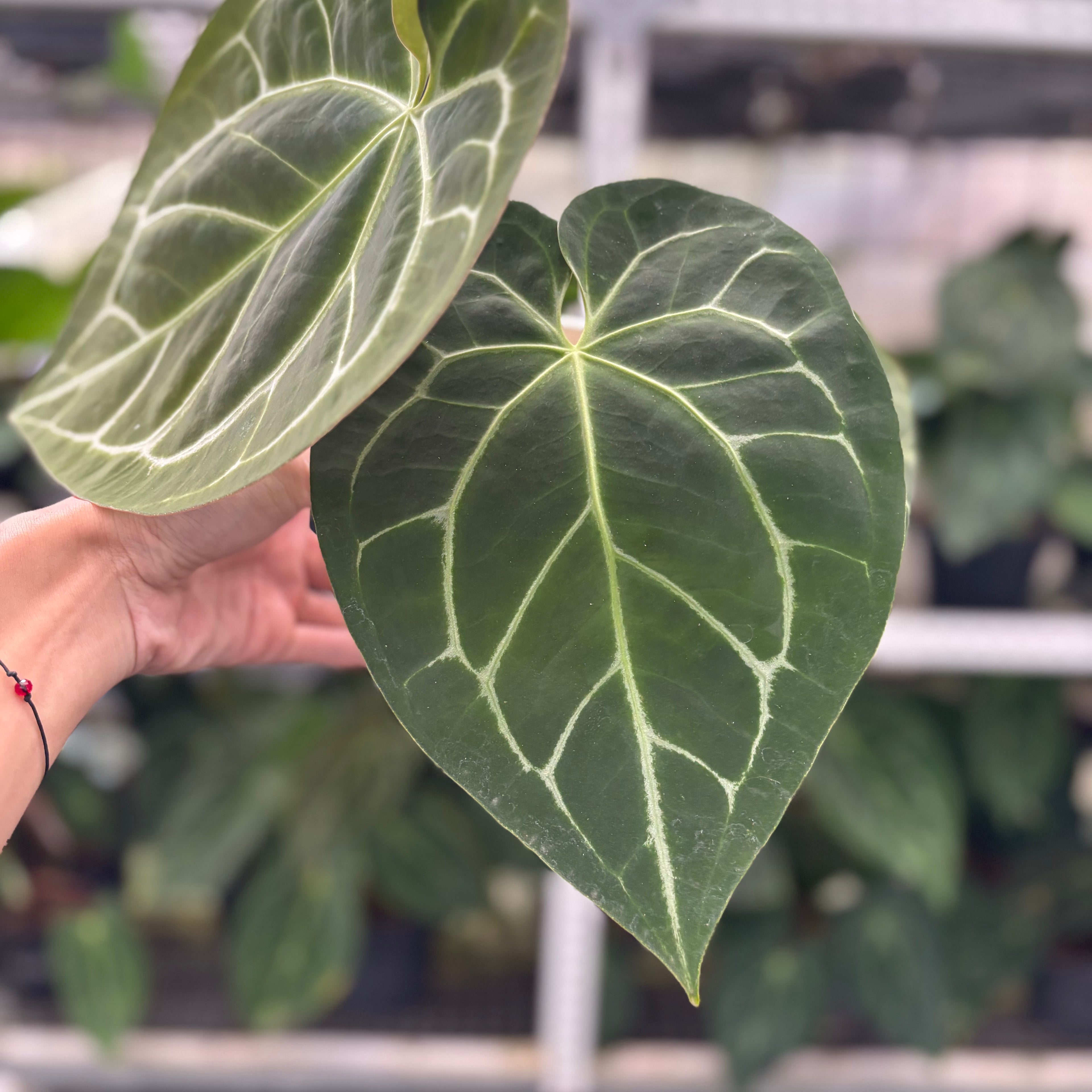 RP5-12 Anthurium Magnificum Hybrid