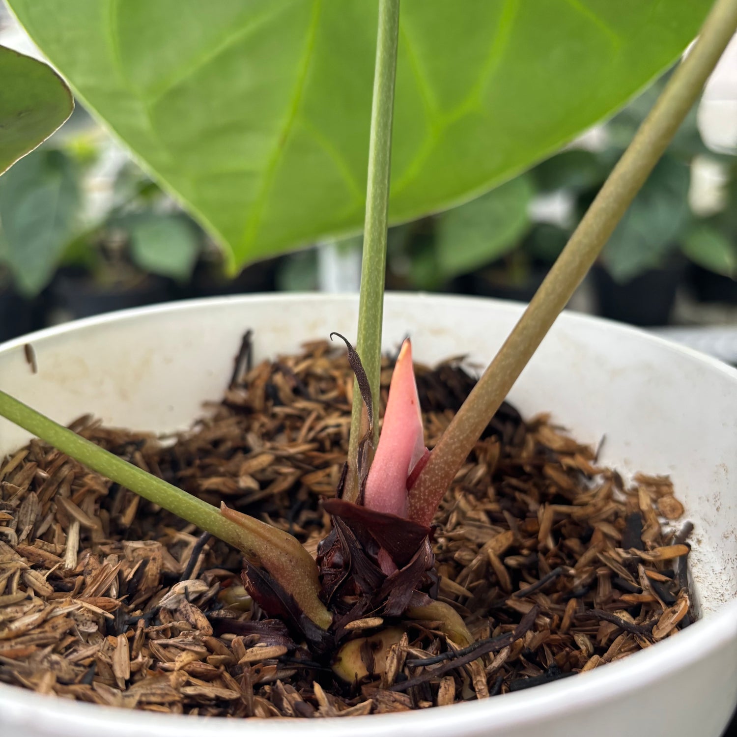 RP5-12 Anthurium Magnificum Hybrid