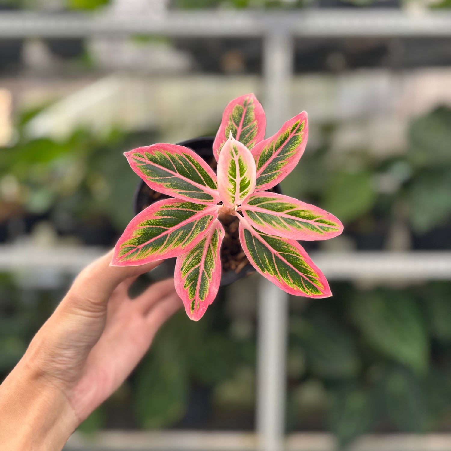 RP6-12 Aglaonema Lotus Delight