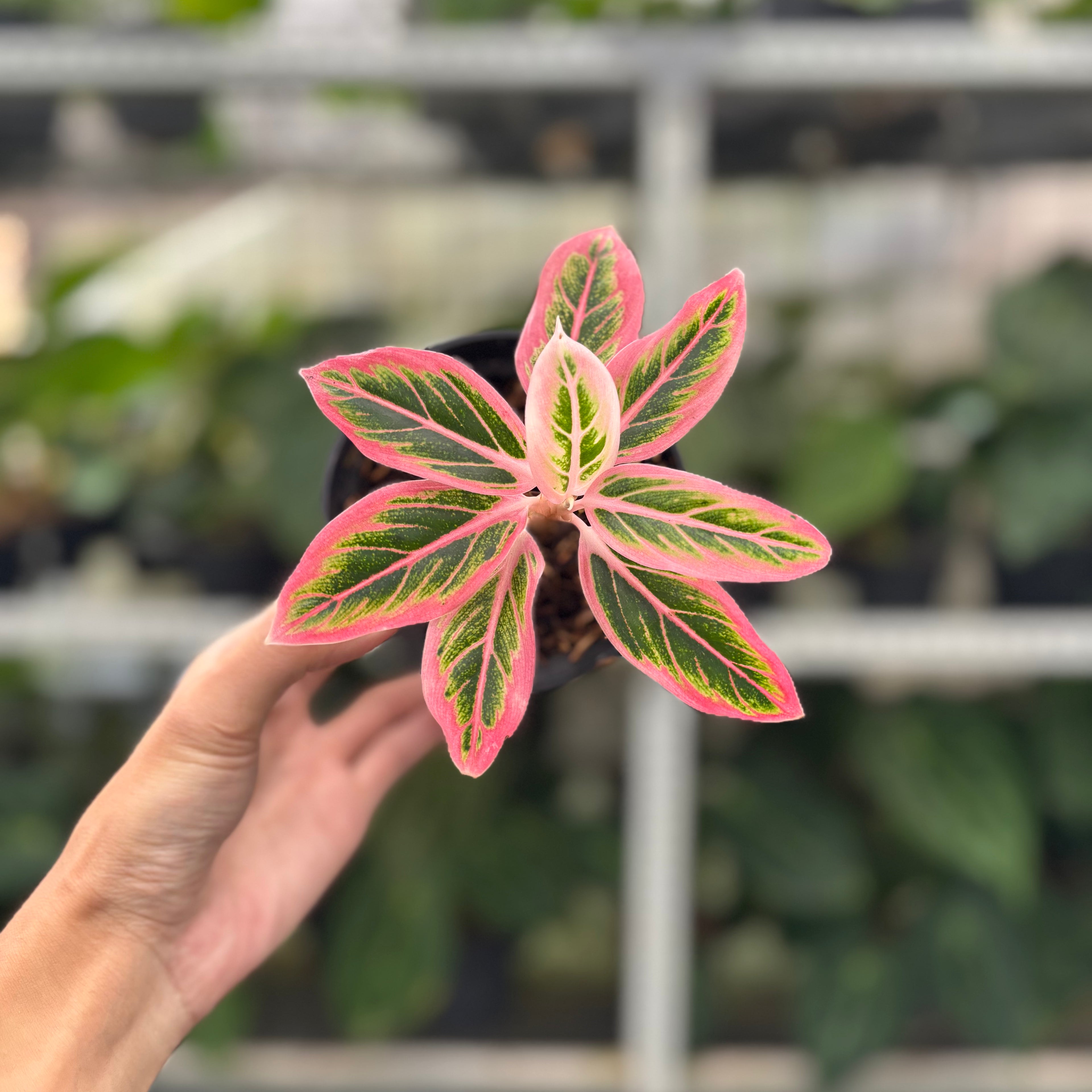 RP6-12 Aglaonema Lotus Delight