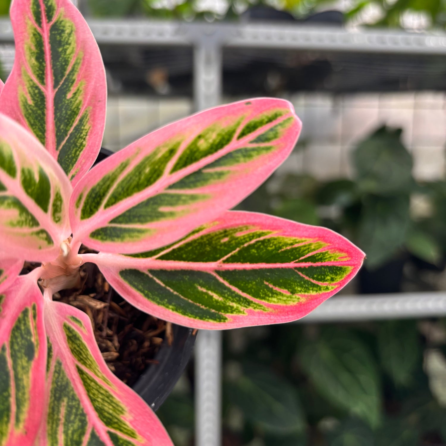 RP6-12 Aglaonema Lotus Delight