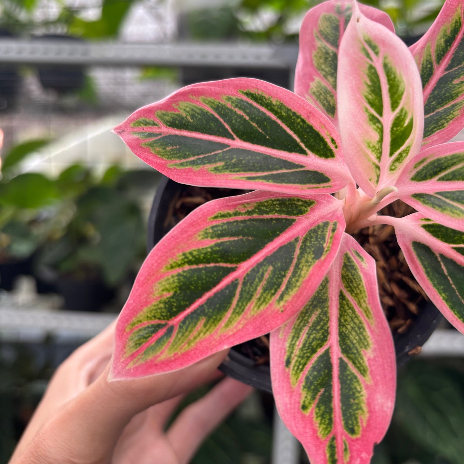 RP6-12 Aglaonema Lotus Delight