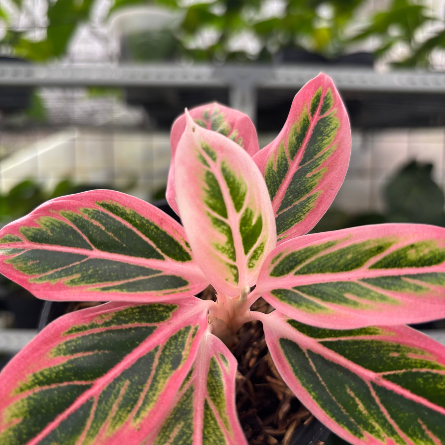 RP6-12 Aglaonema Lotus Delight