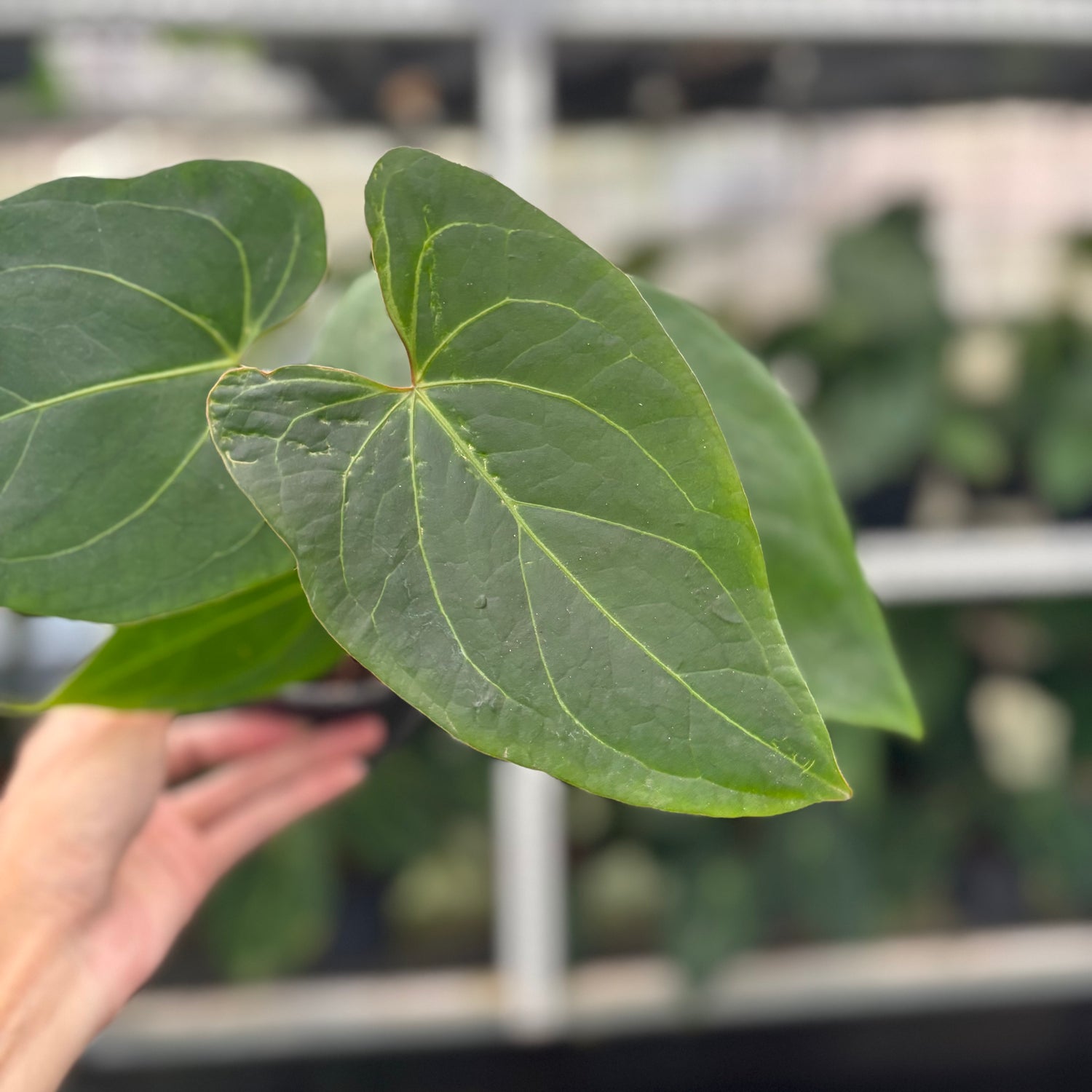 RP7-12 Anthurium Portilae x Warocqueanum