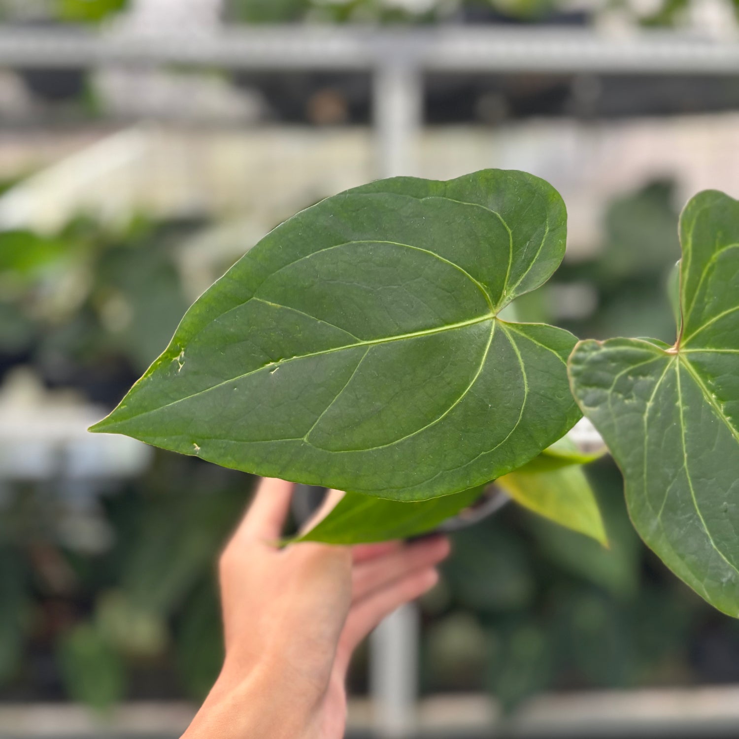 RP7-12 Anthurium Portilae x Warocqueanum