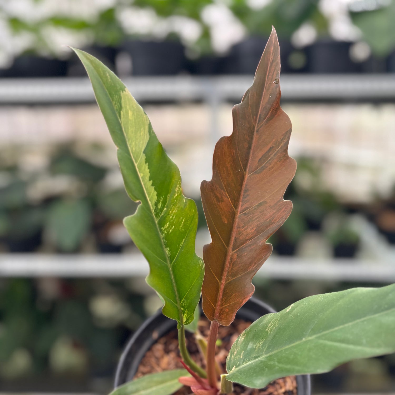 RP8-12 Philodendron Caramel Marble Variegated