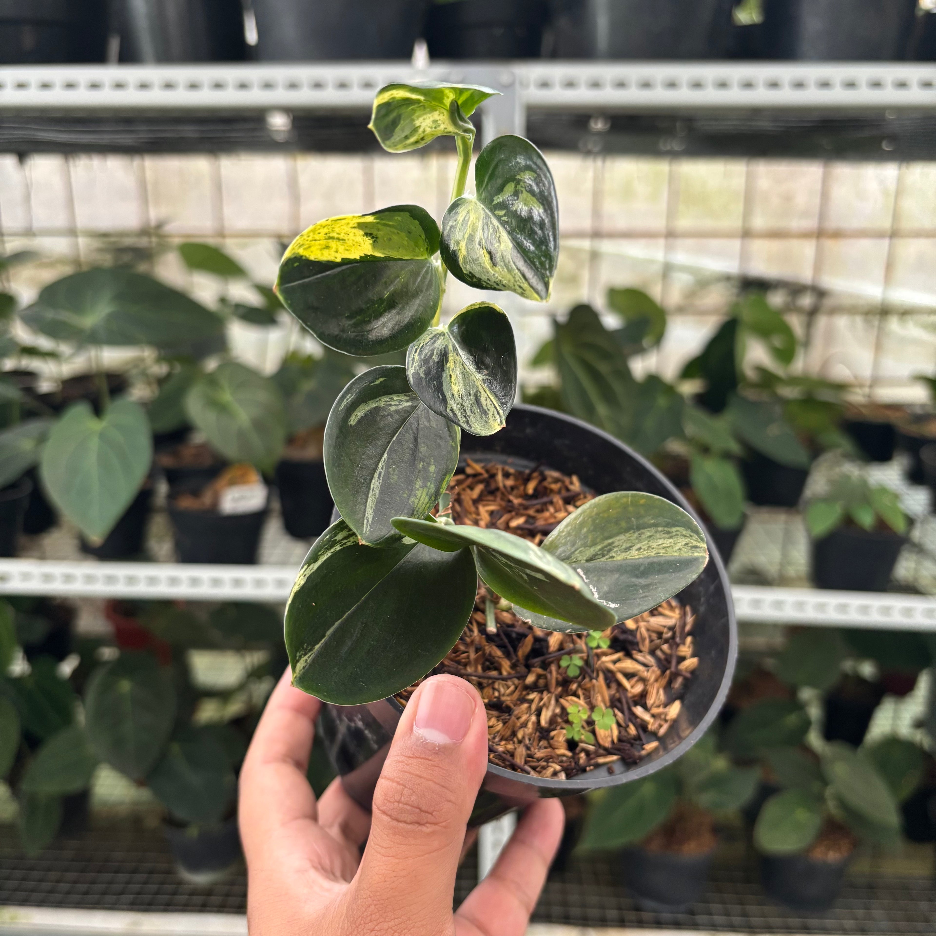 RP9-12 Scindapsus Treaubli Black Variegated