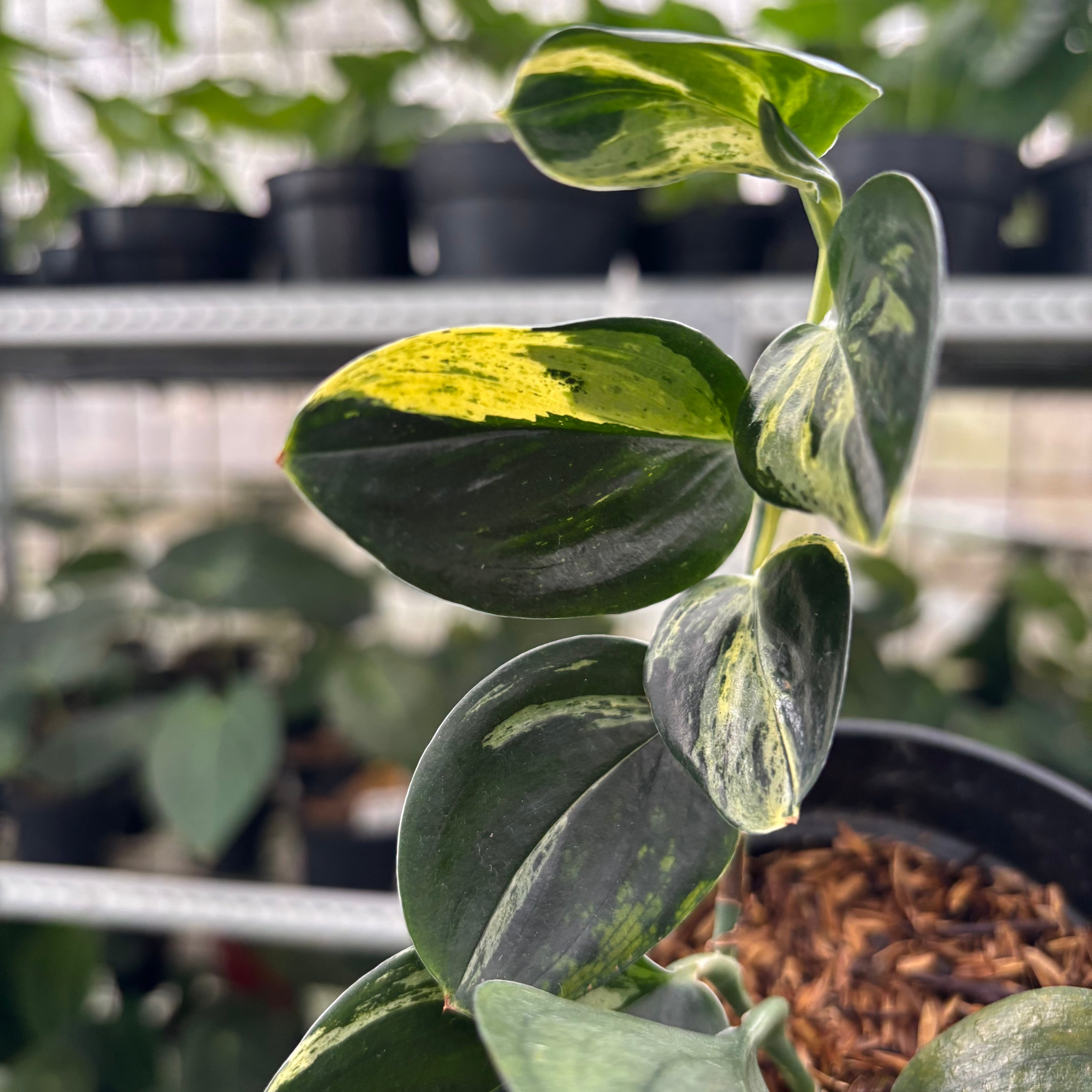 RP9-12 Scindapsus Treaubli Black Variegated