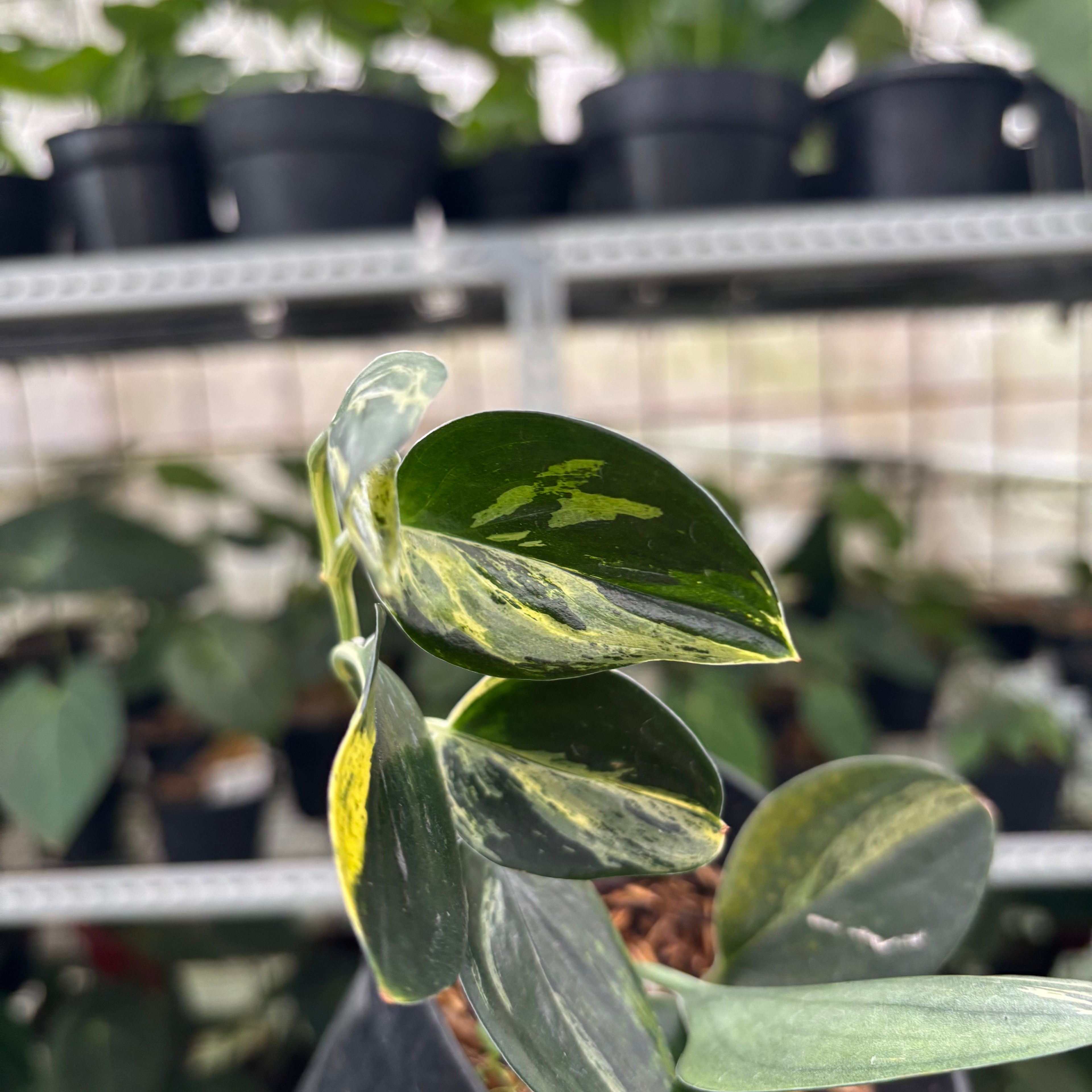 RP9-12 Scindapsus Treaubli Black Variegated