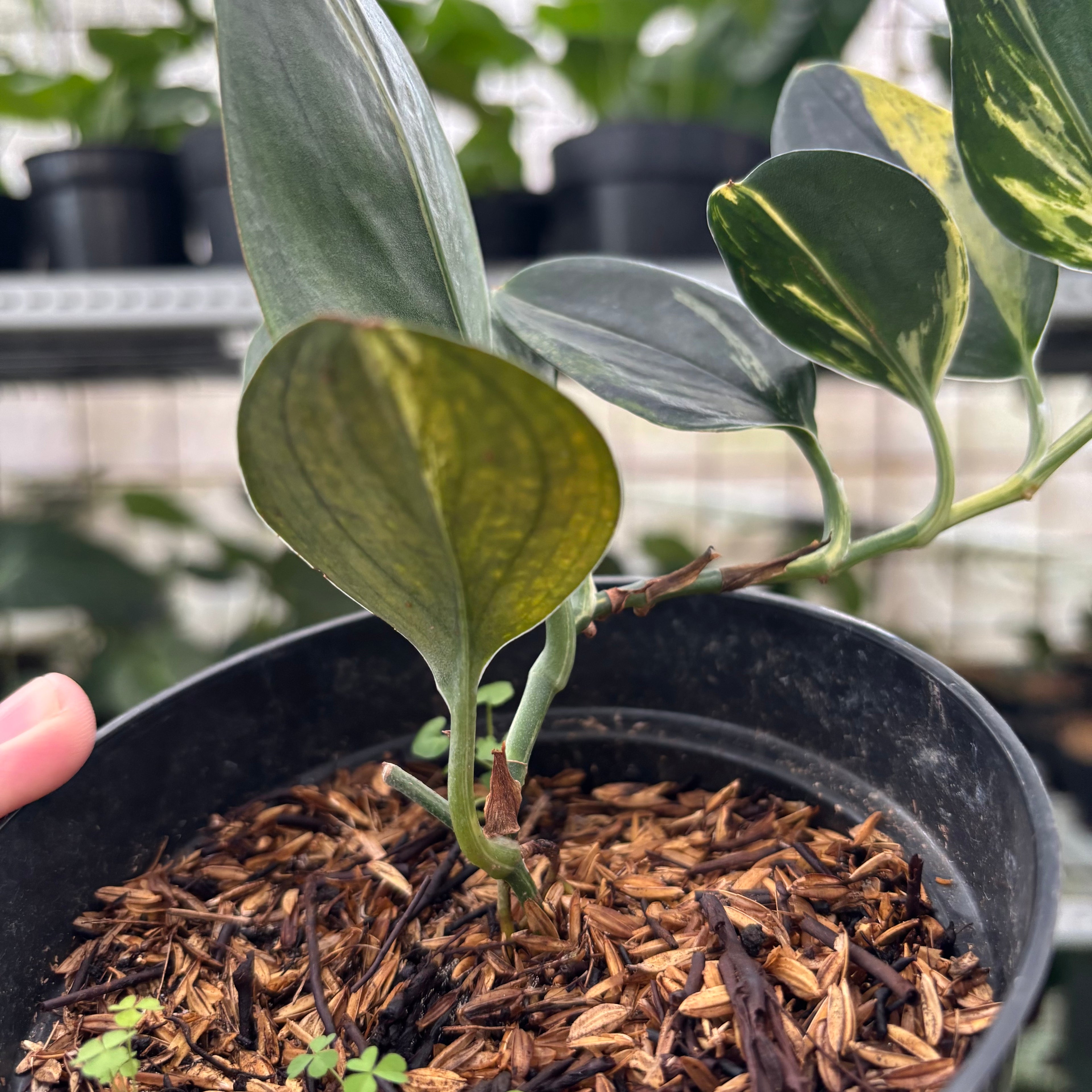 RP9-12 Scindapsus Treaubli Black Variegated