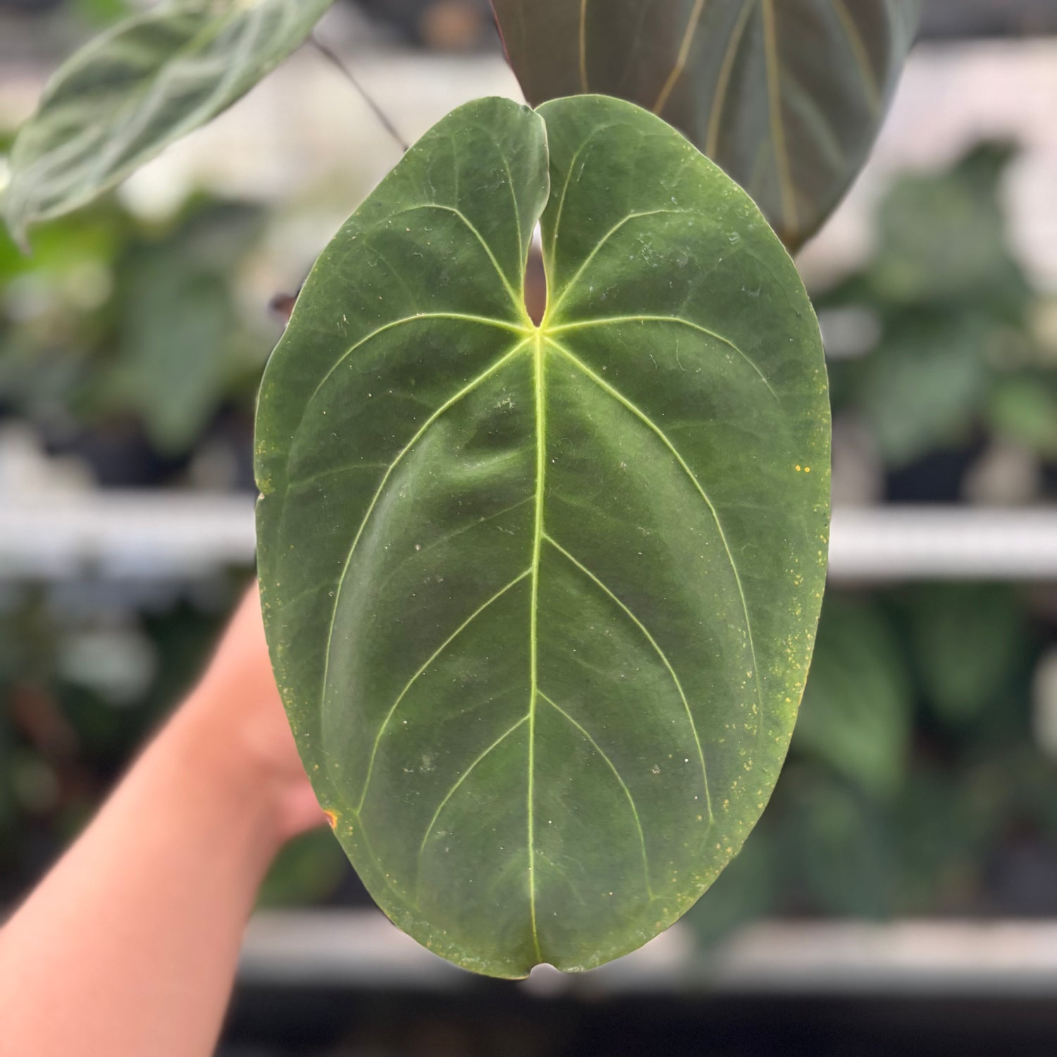 RP10-12 Anthurium Hoffmani x Blue x one