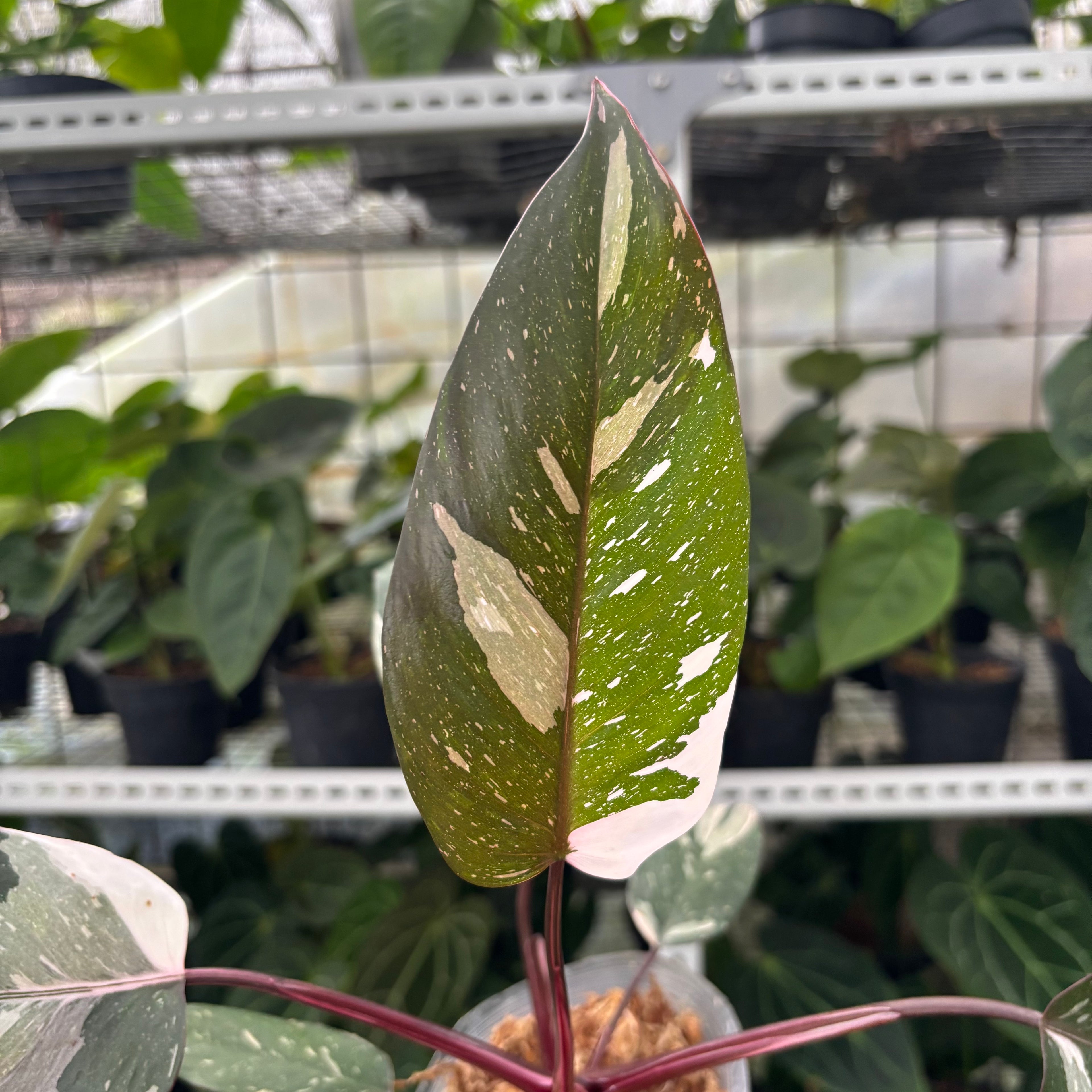 RP11-12 Philodendron Red Anderson